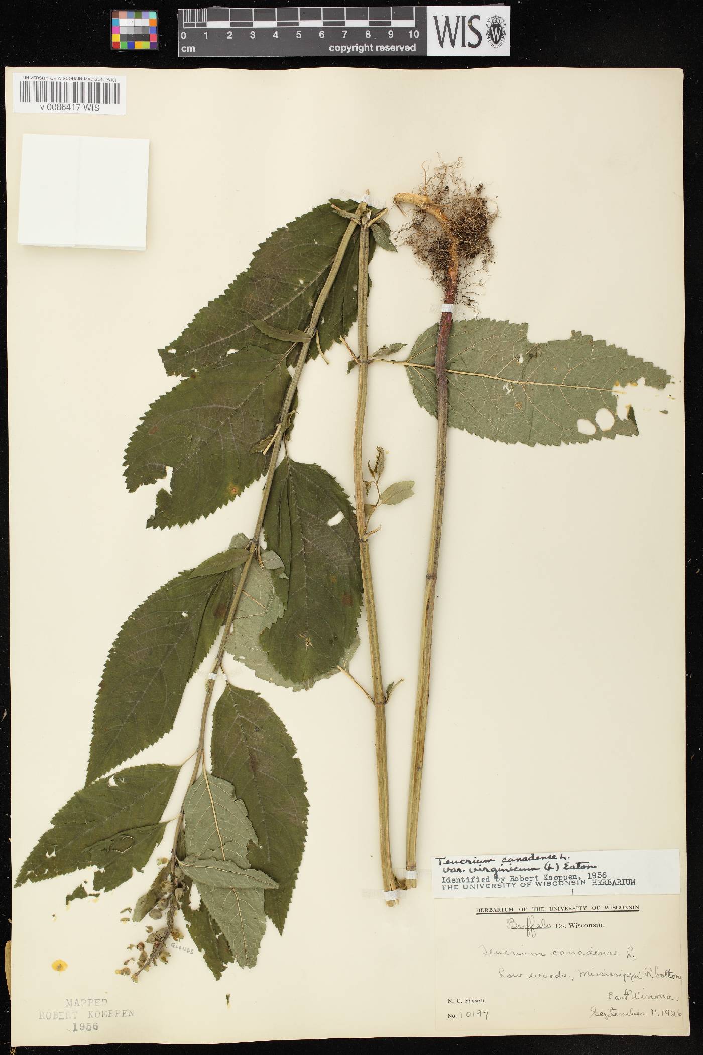 Teucrium canadense var. virginicum image