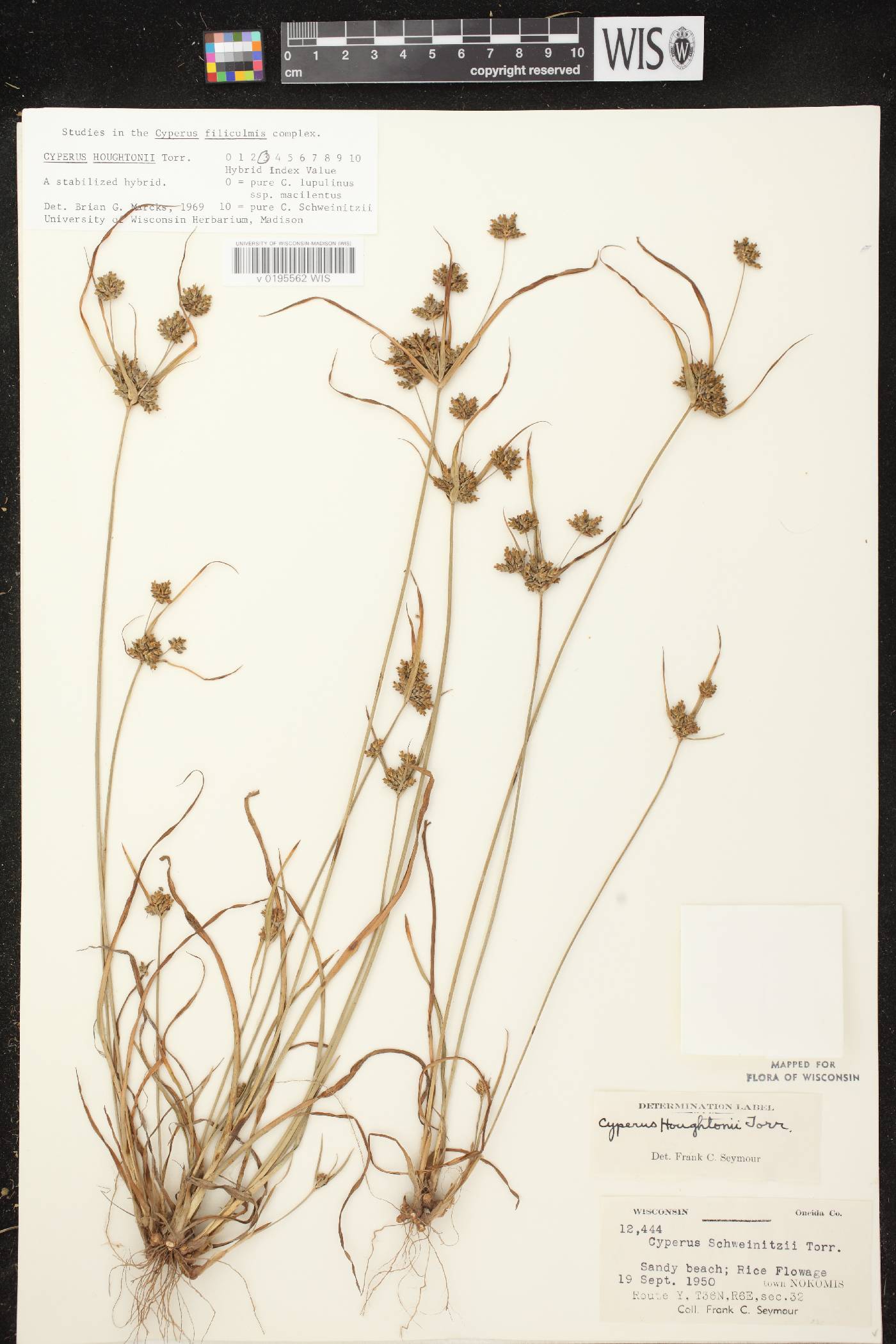 Cyperus houghtonii image