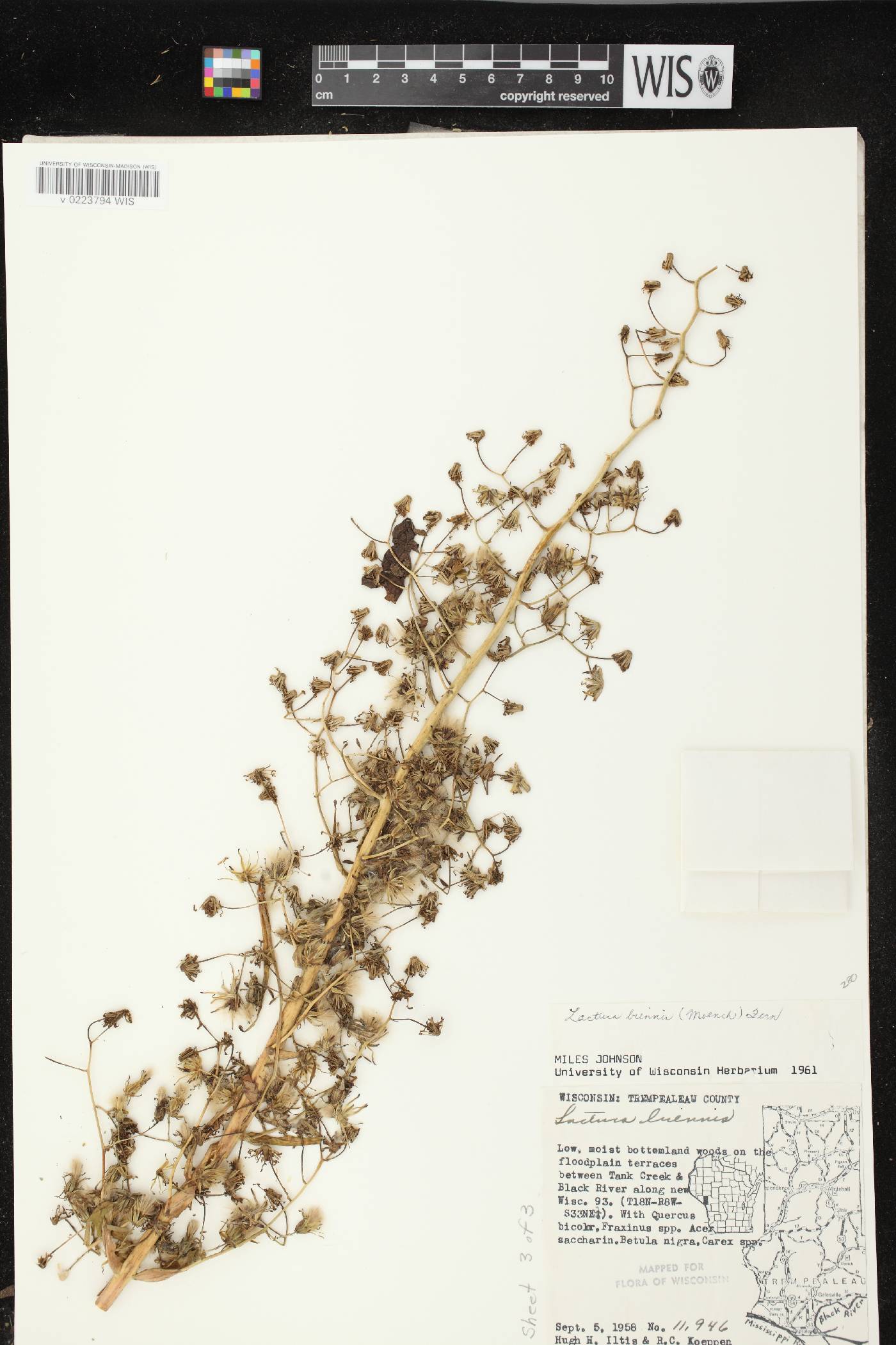 Lactuca biennis image