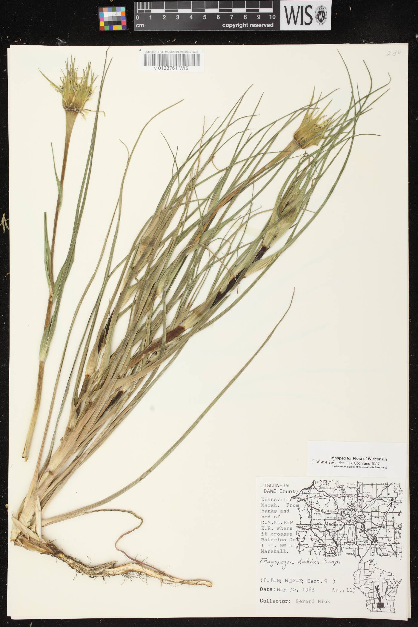 Tragopogon dubius image