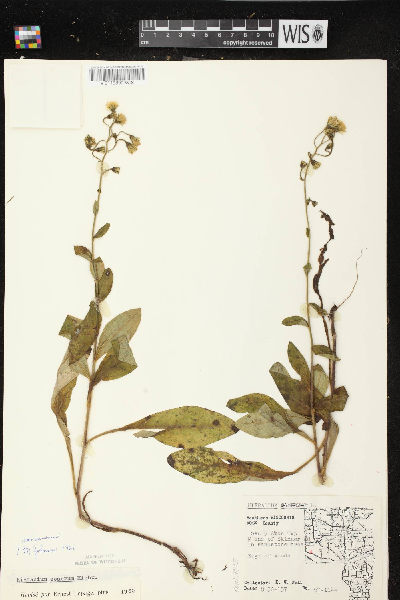 Hieracium scabrum image