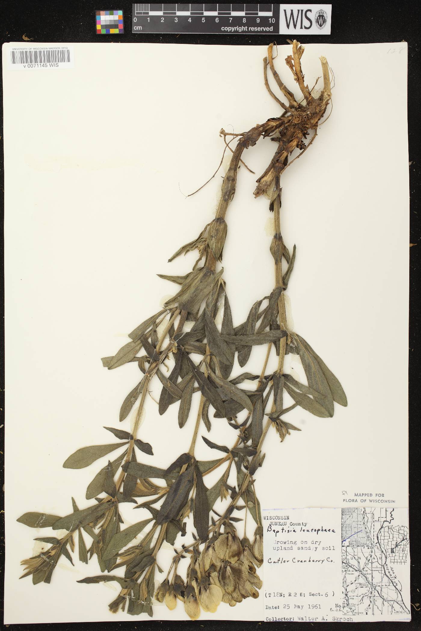 Baptisia leucophaea image