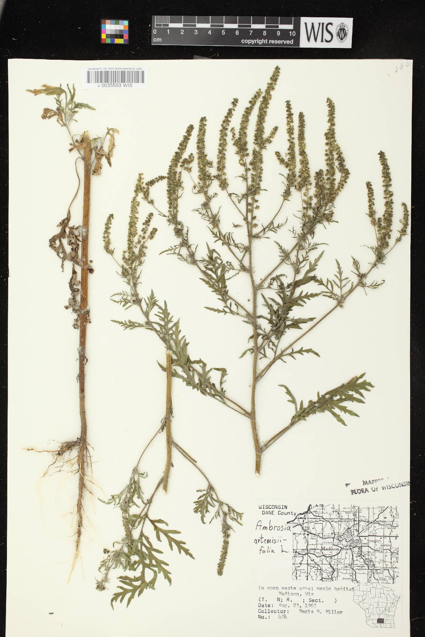 Ambrosia artemisiifolia image