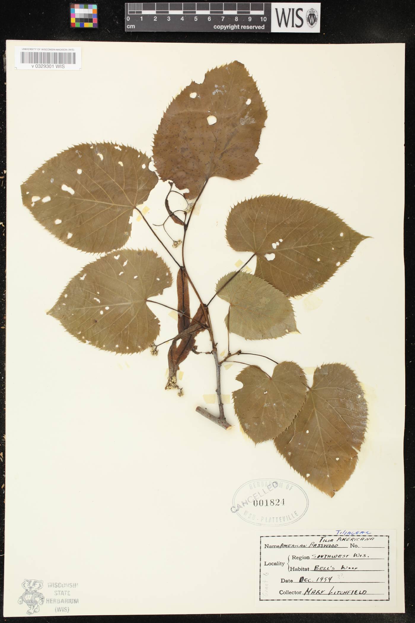 Tilia americana var. americana image