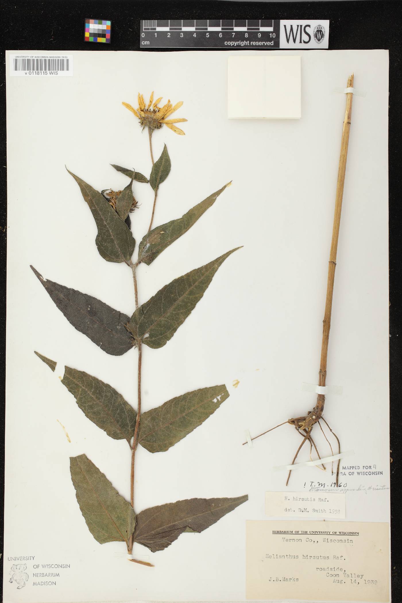 Helianthus hirsutus image