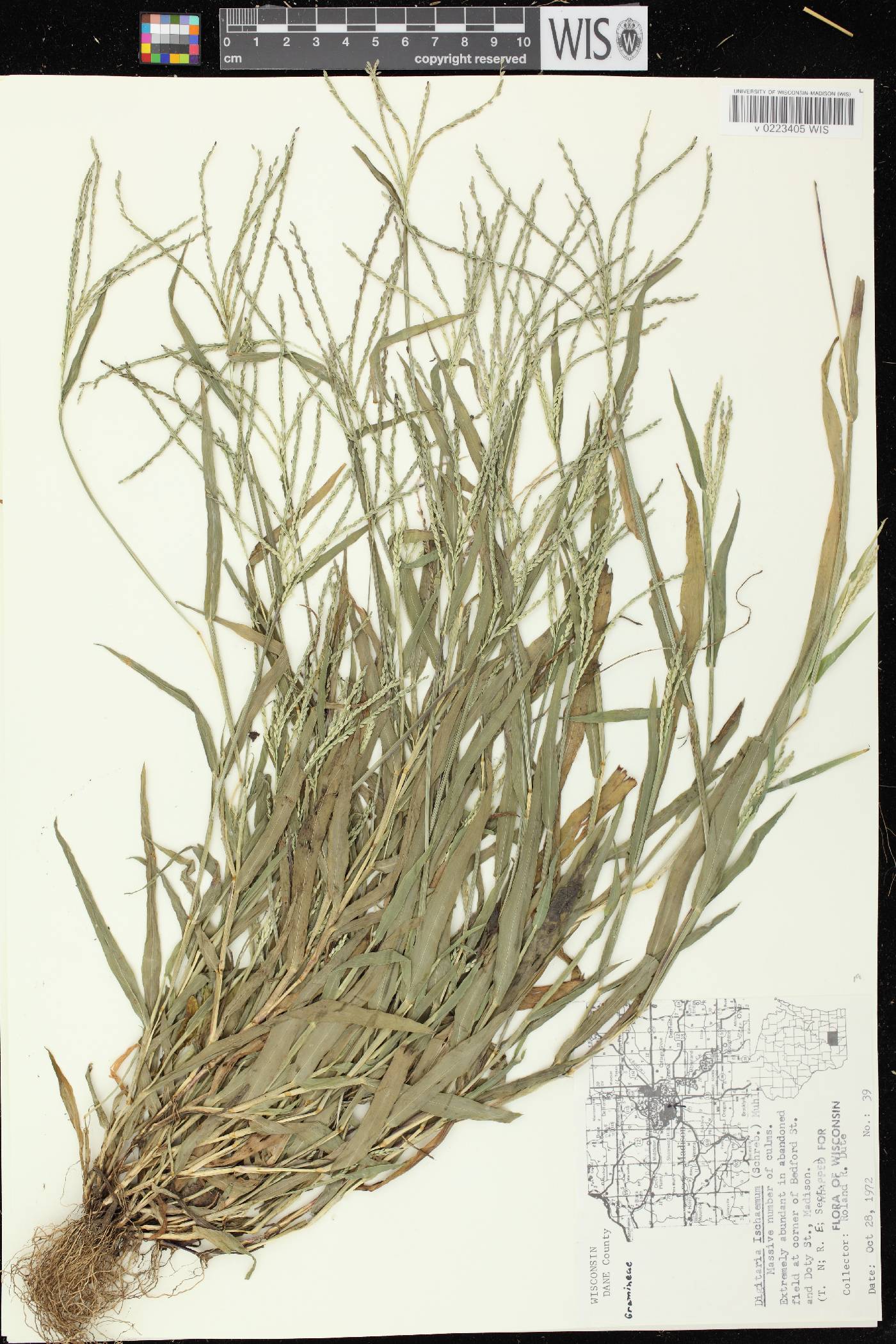 Digitaria ischaemum image