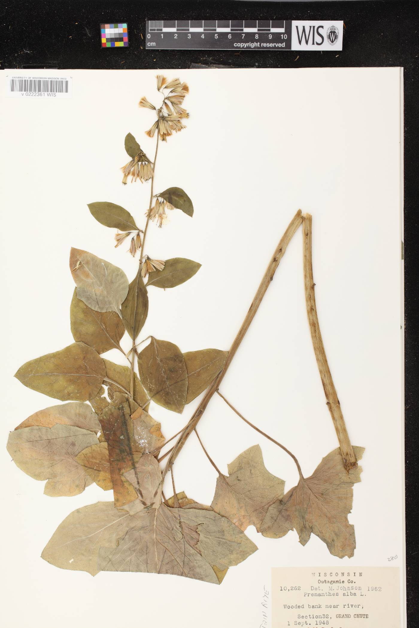 Prenanthes alba image