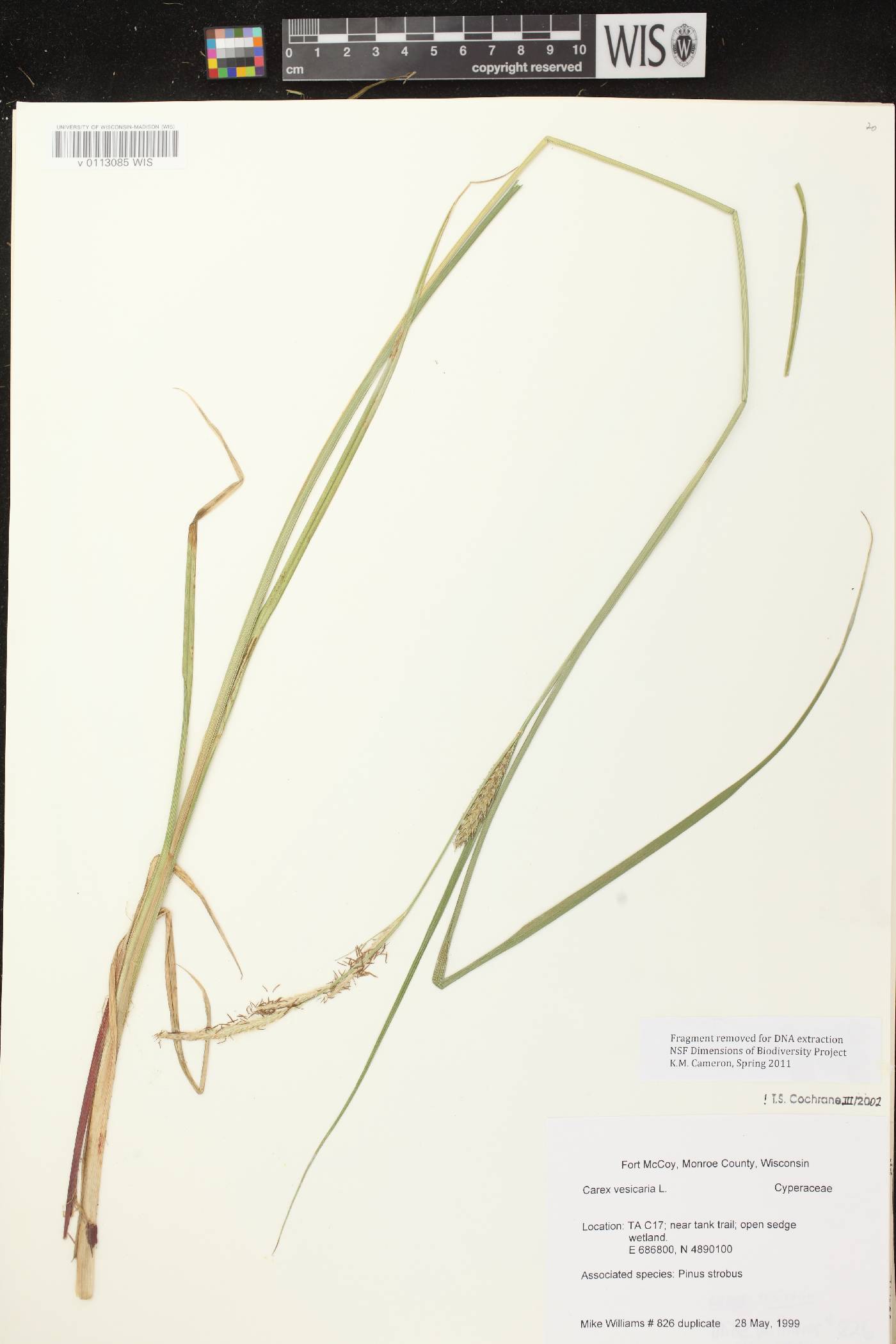 Carex vesicaria image