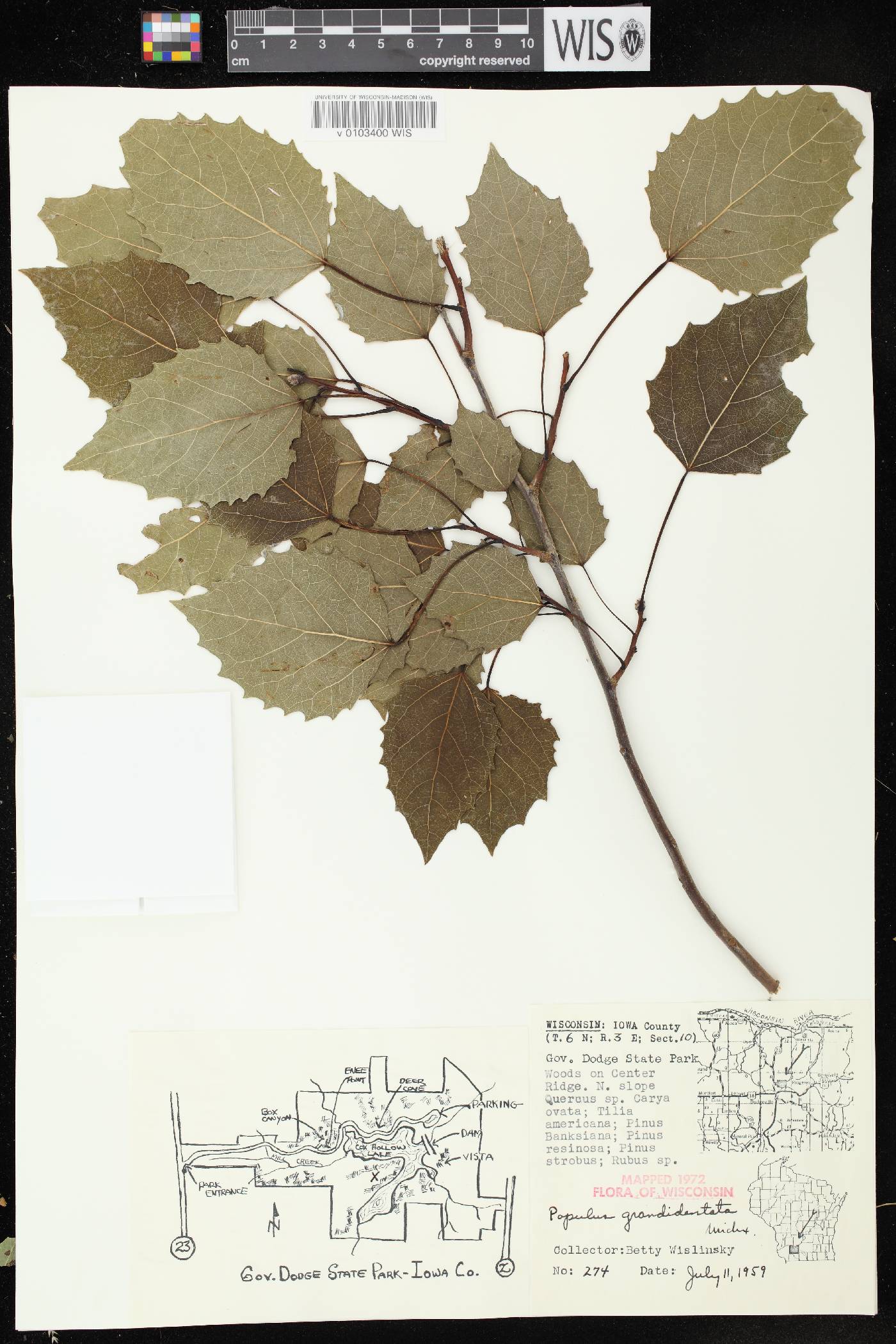 Populus grandidentata image