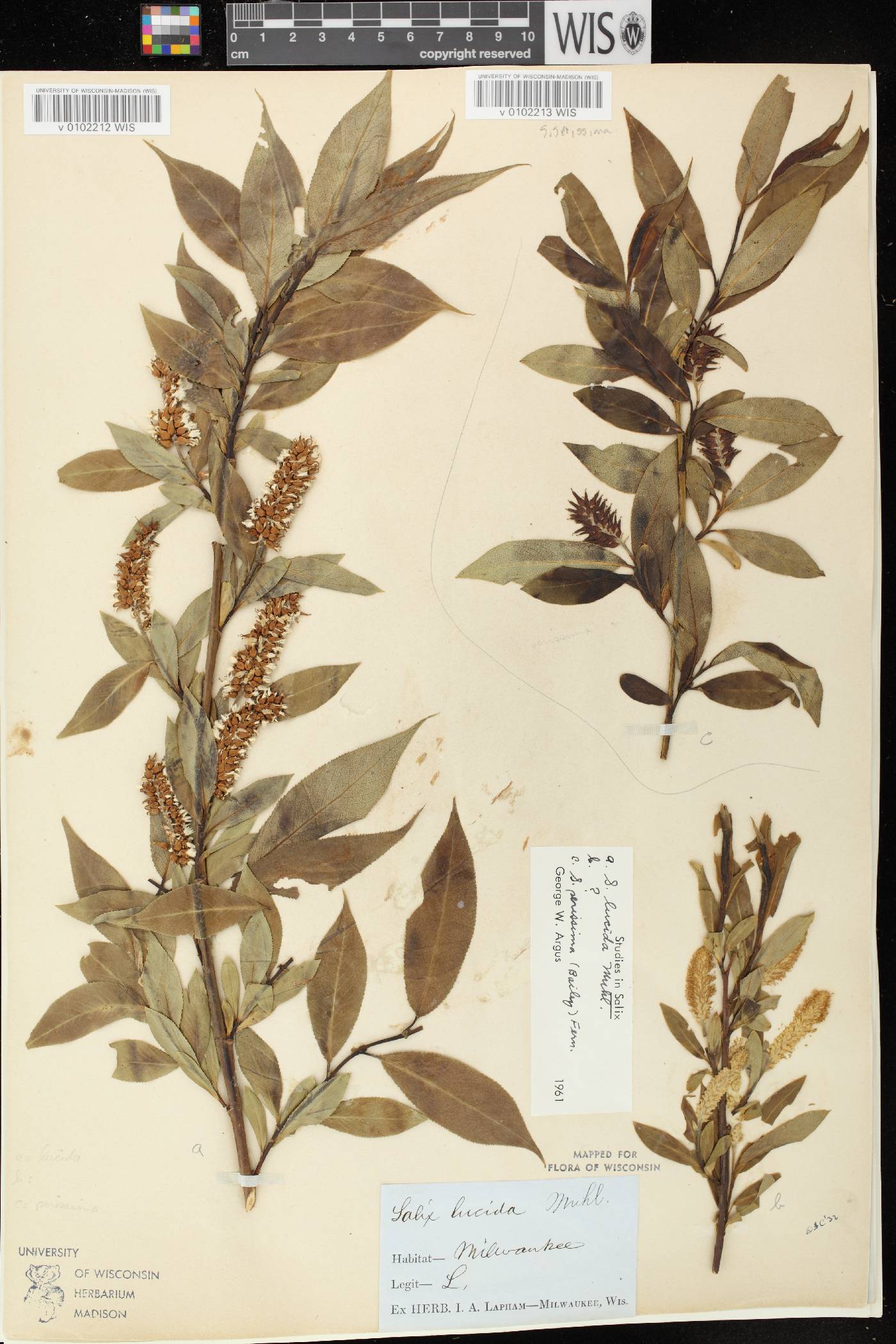 Salix lucida image