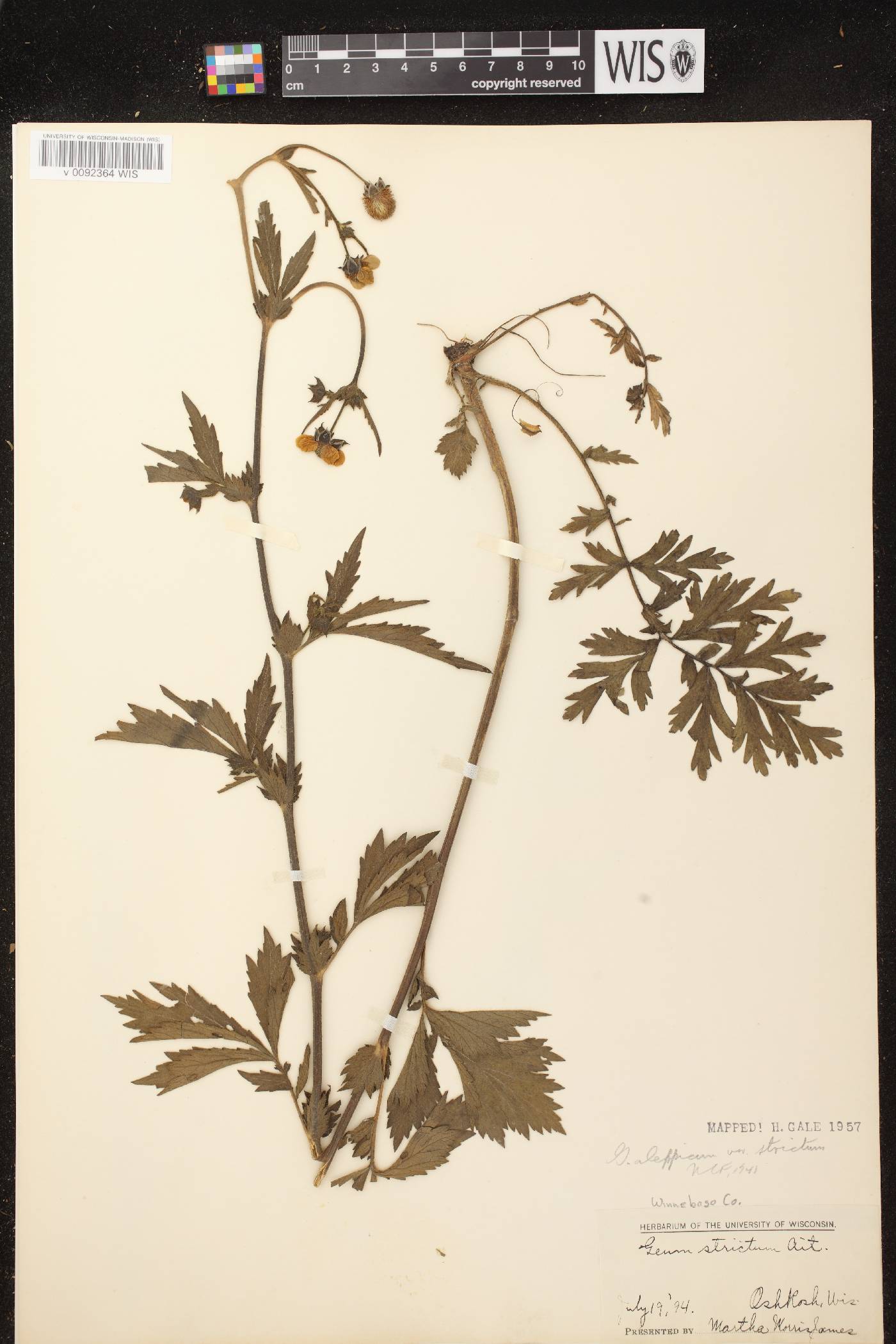 Geum aleppicum image