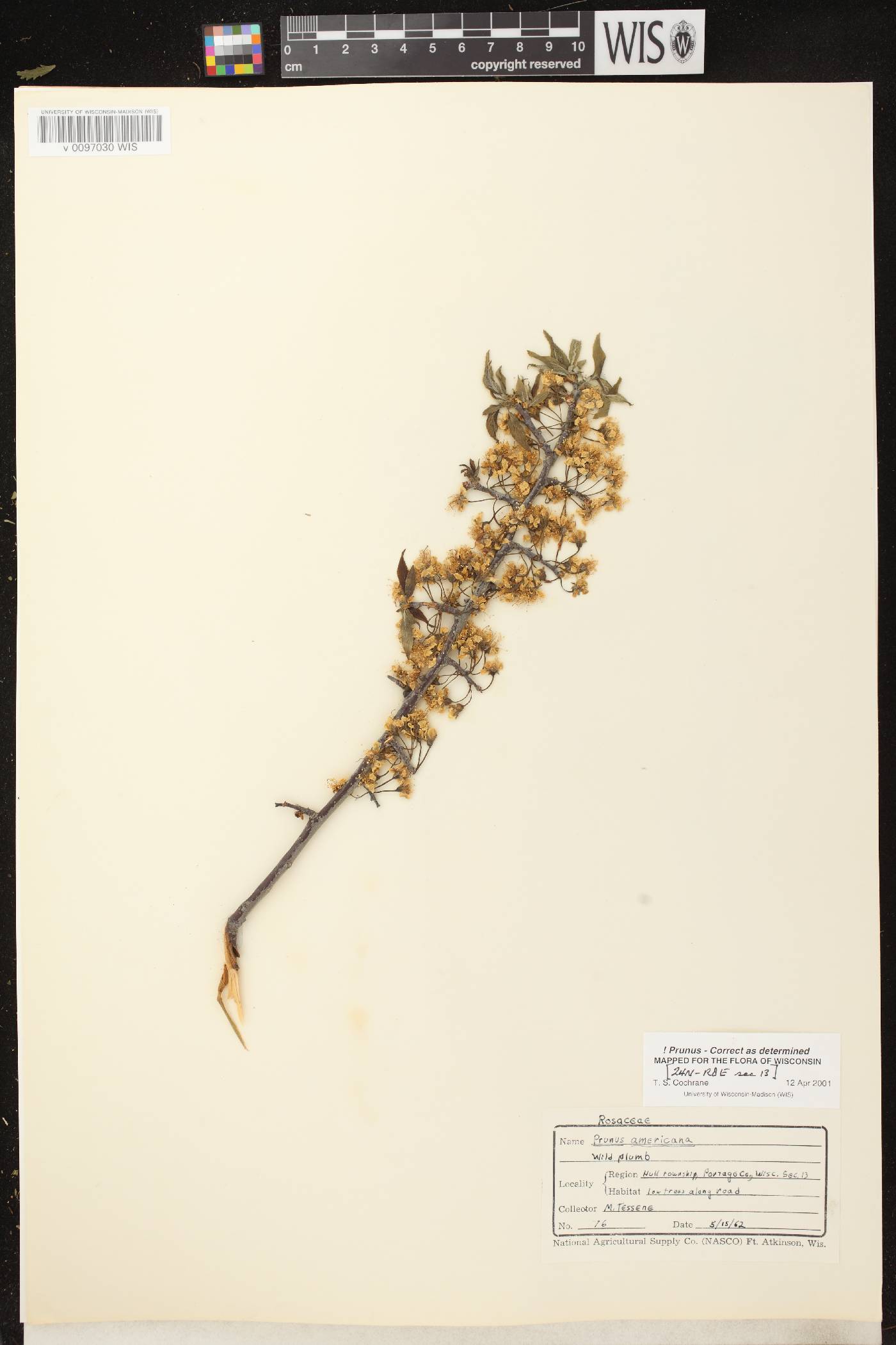 Prunus americana image