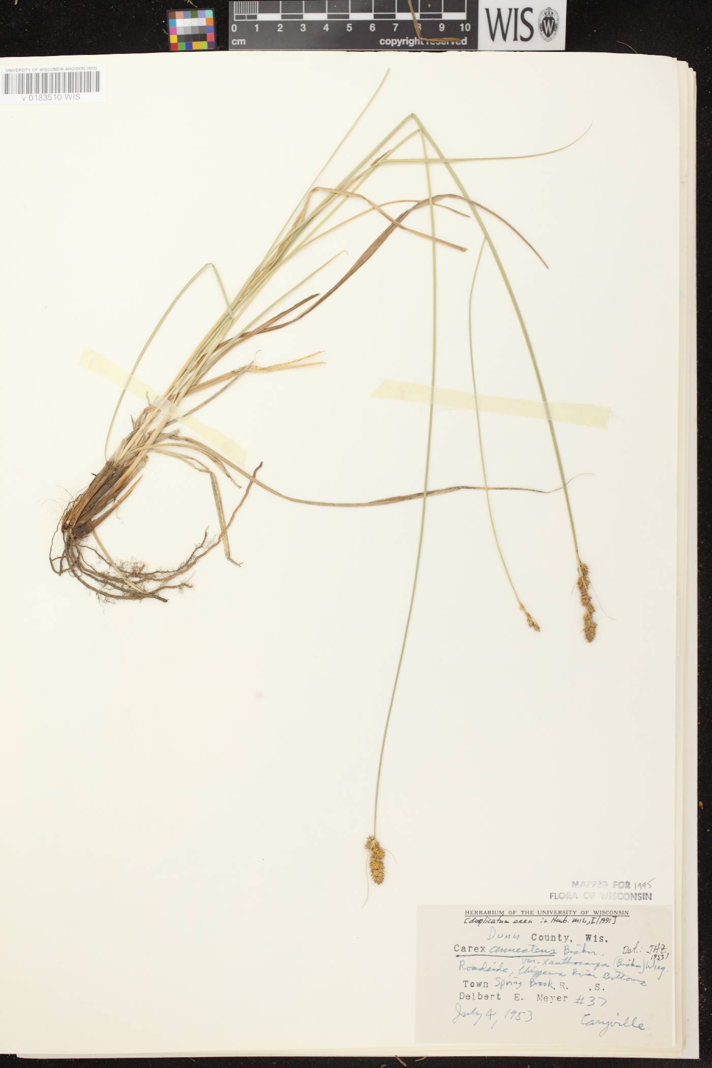 Carex annectens image