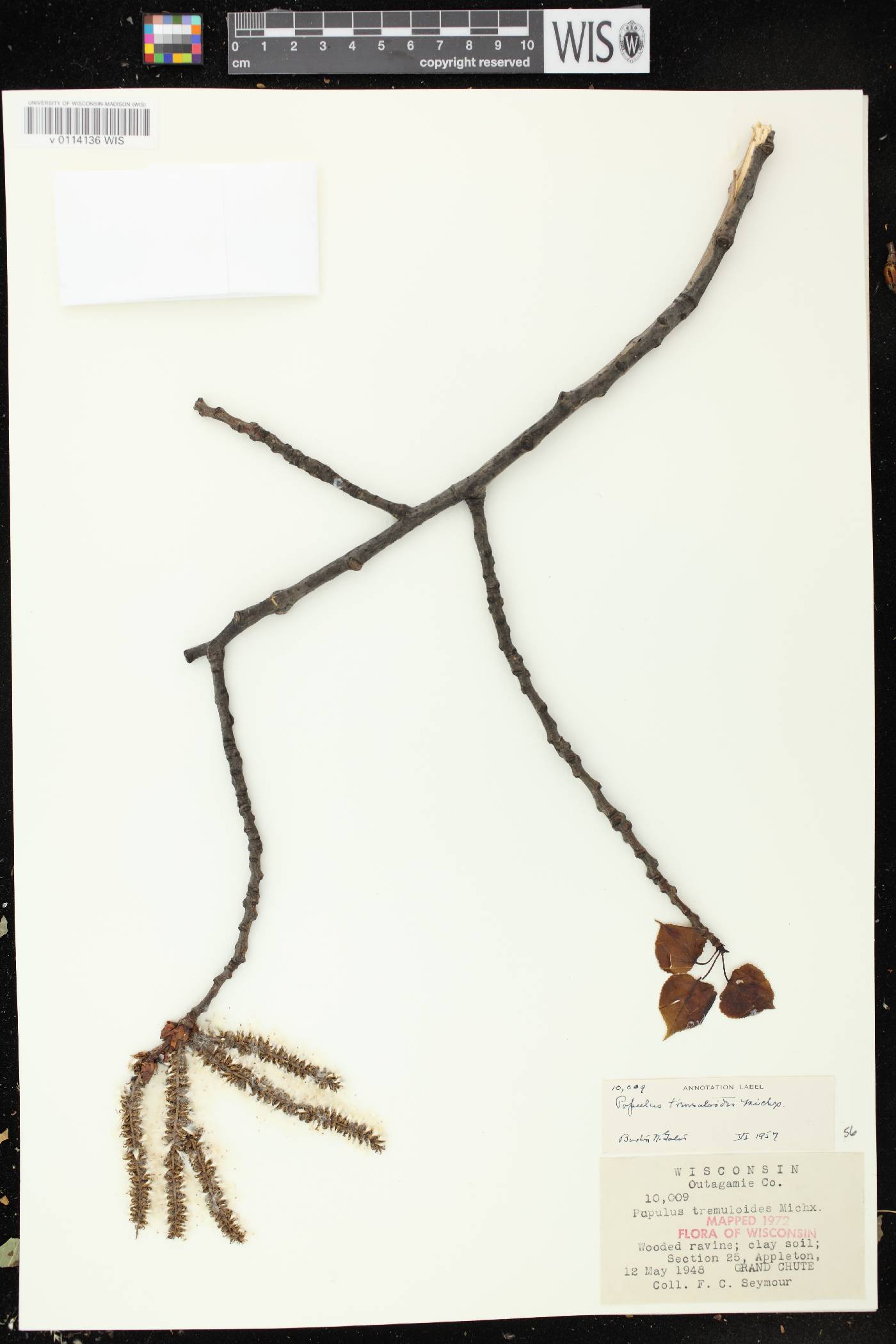 Populus tremuloides image