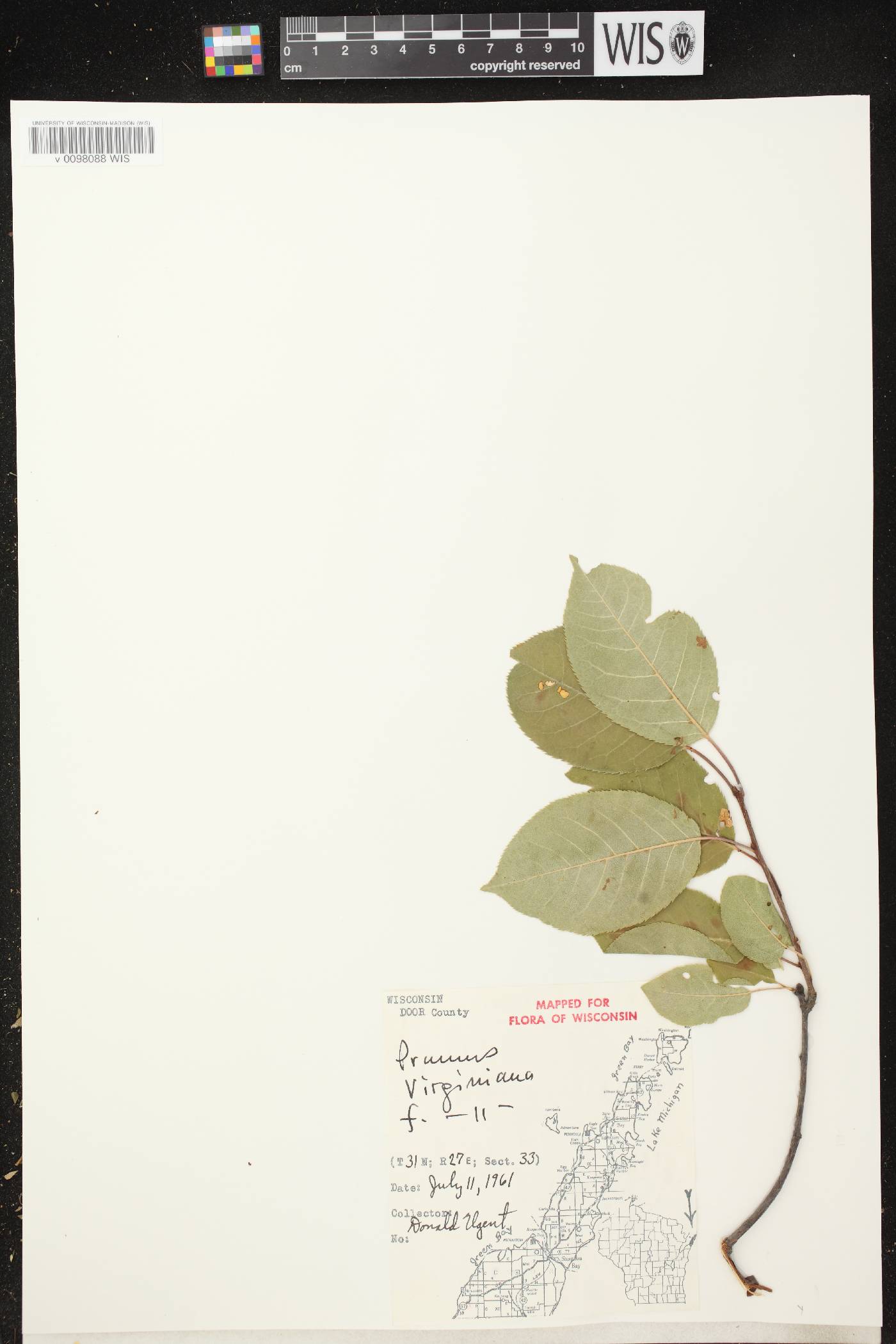 Prunus virginiana image