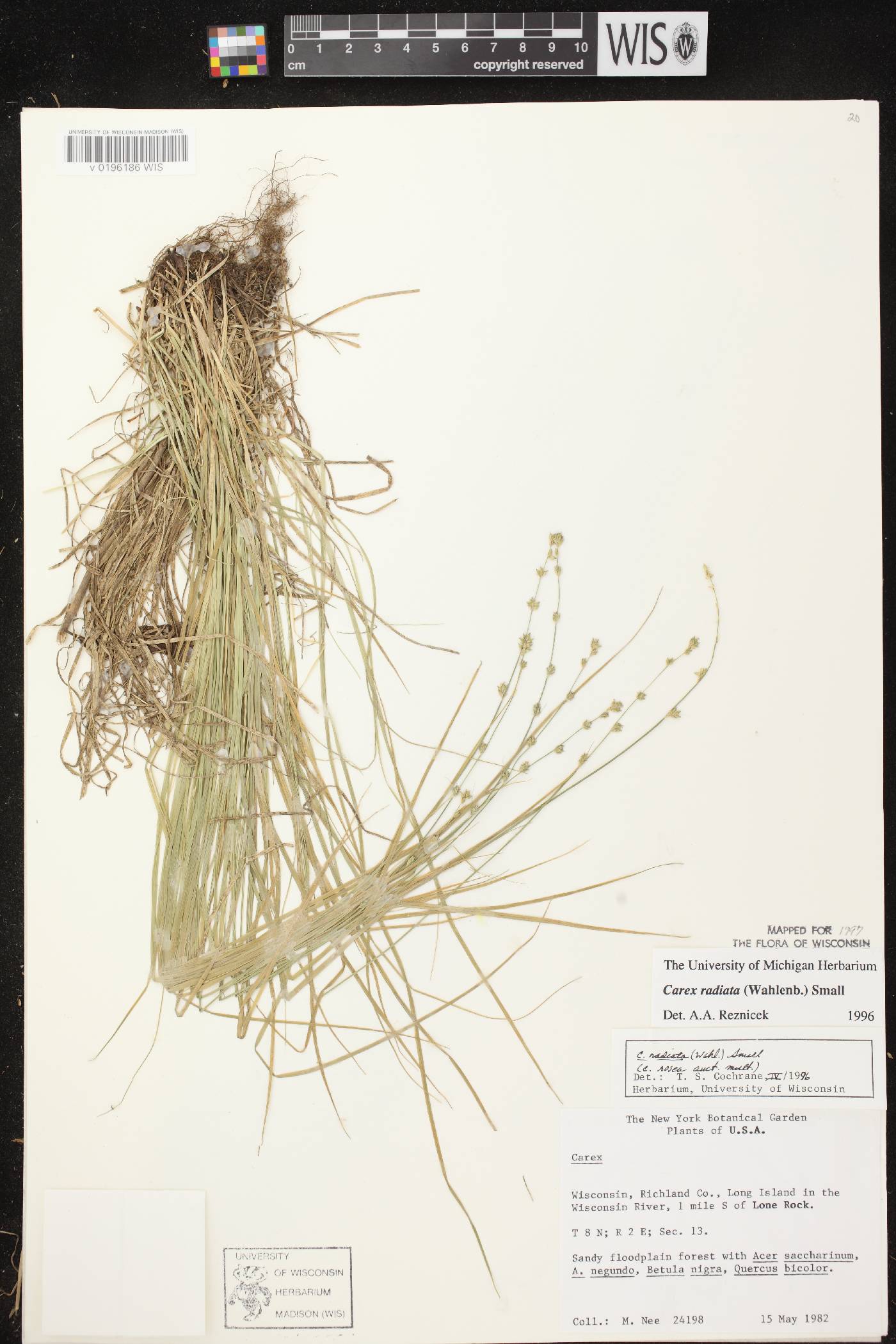 Carex radiata image