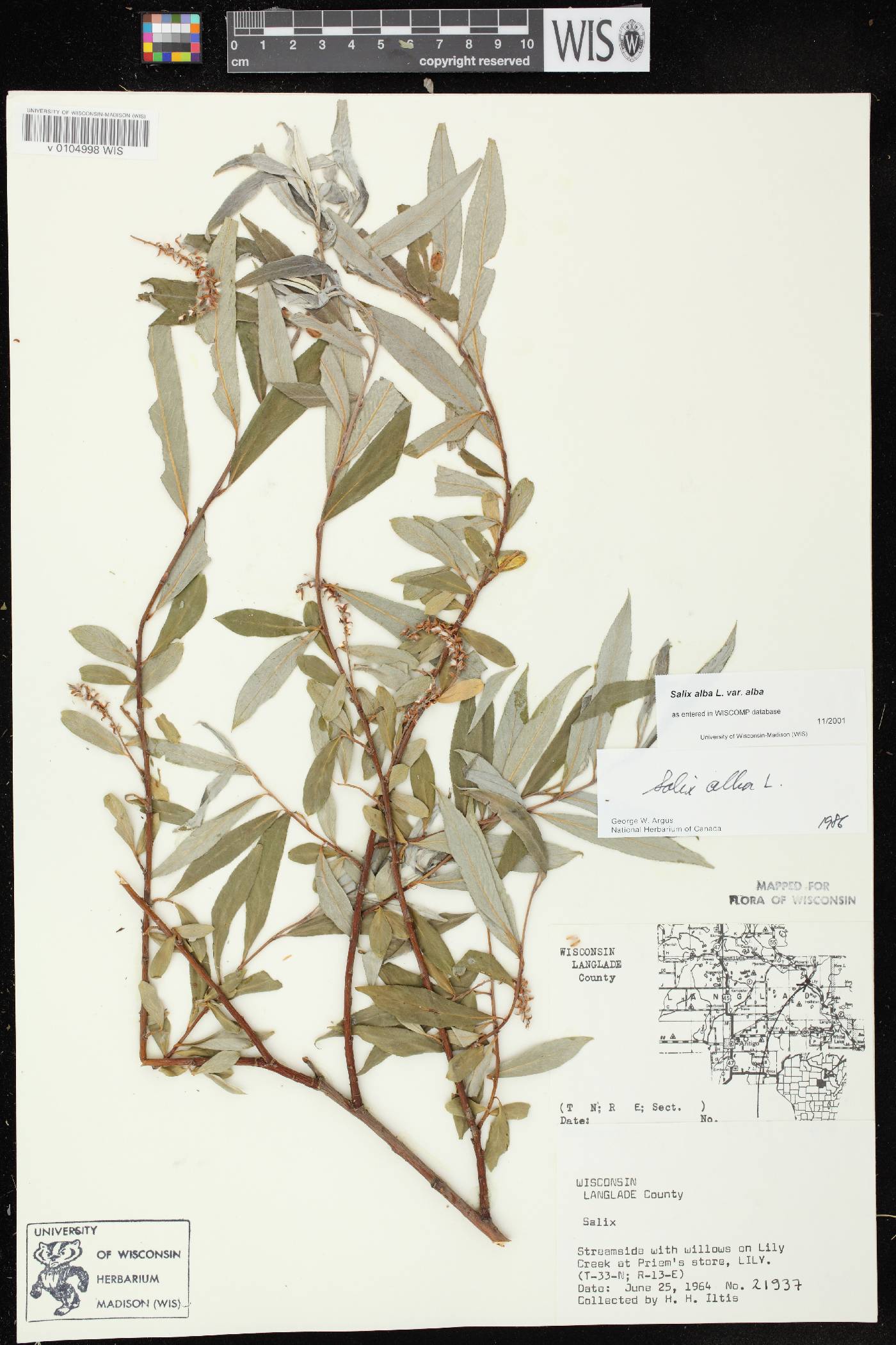 Salix alba image