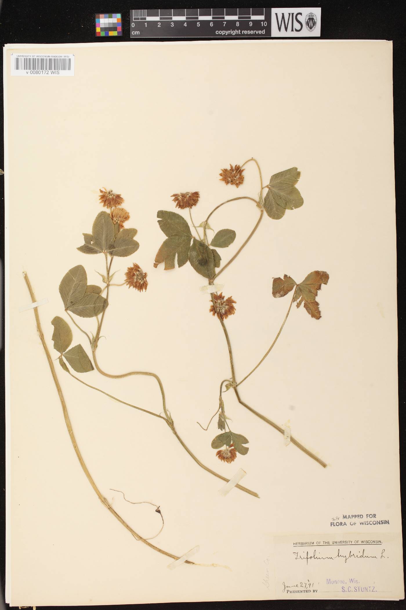 Trifolium hybridum image