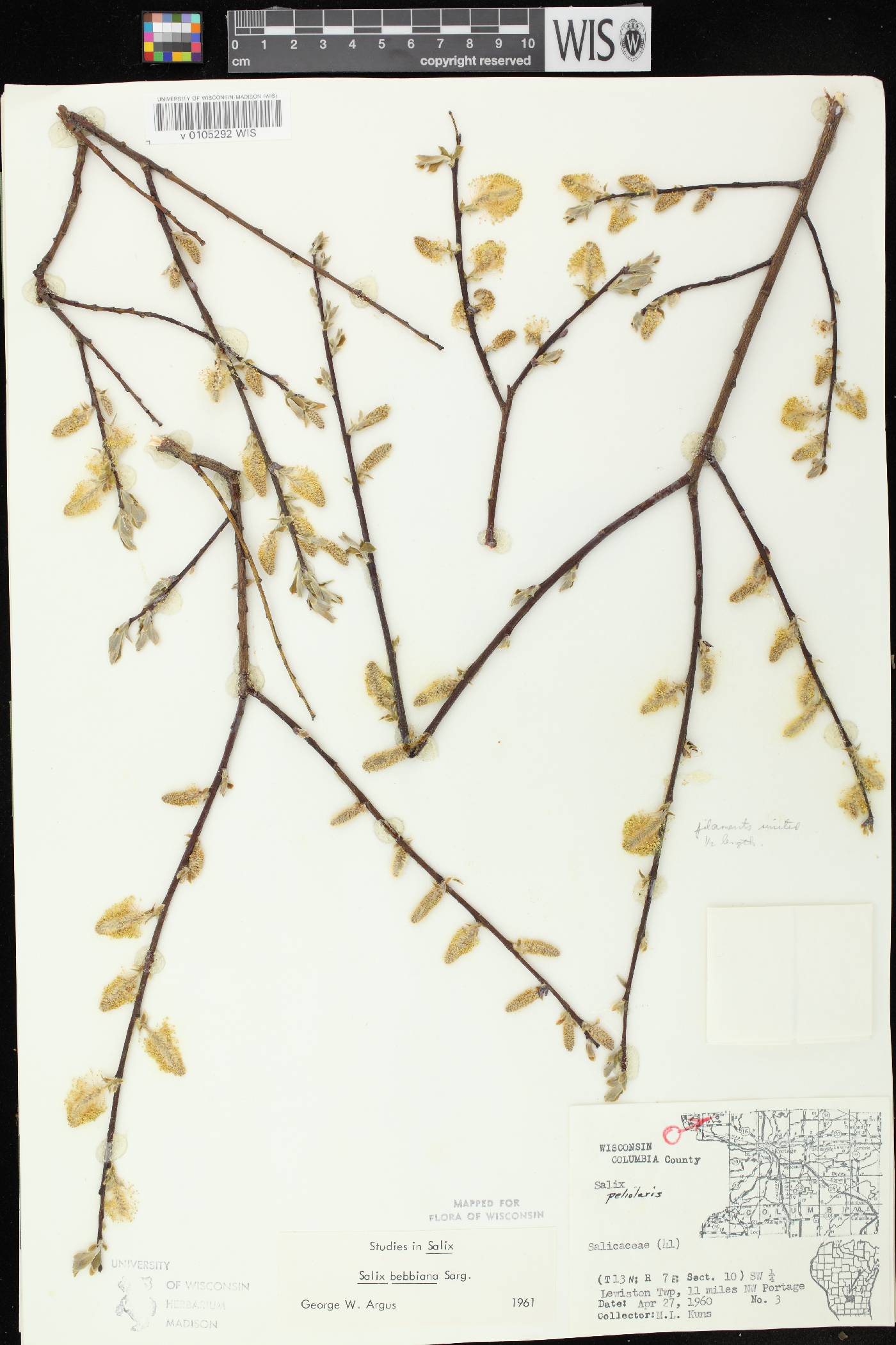 Salix bebbiana image