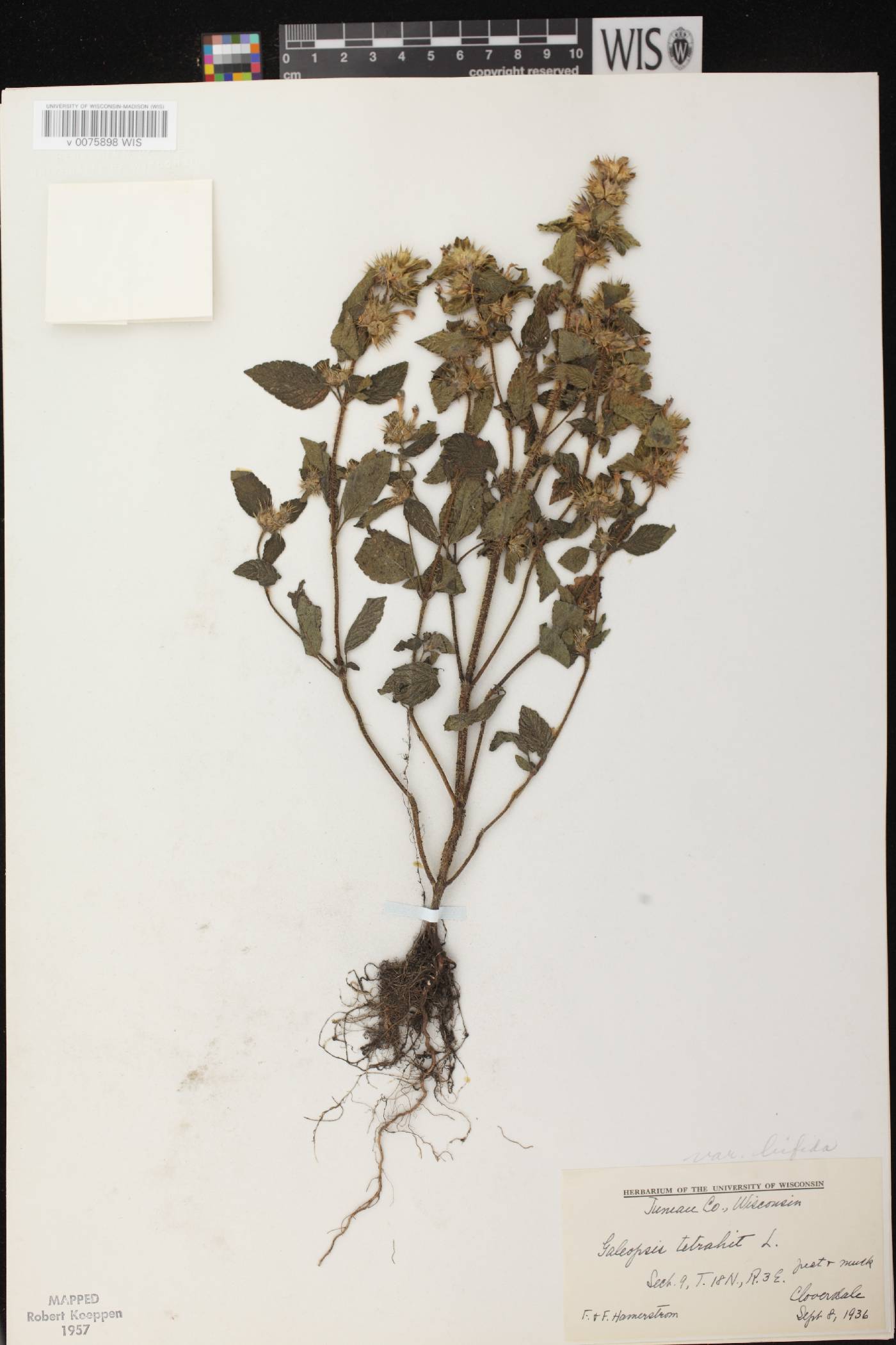 Galeopsis tetrahit image