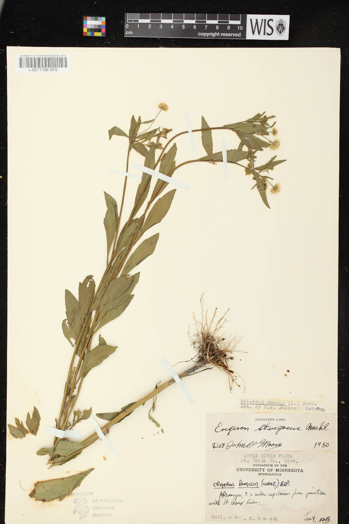 Erigeron annuus image