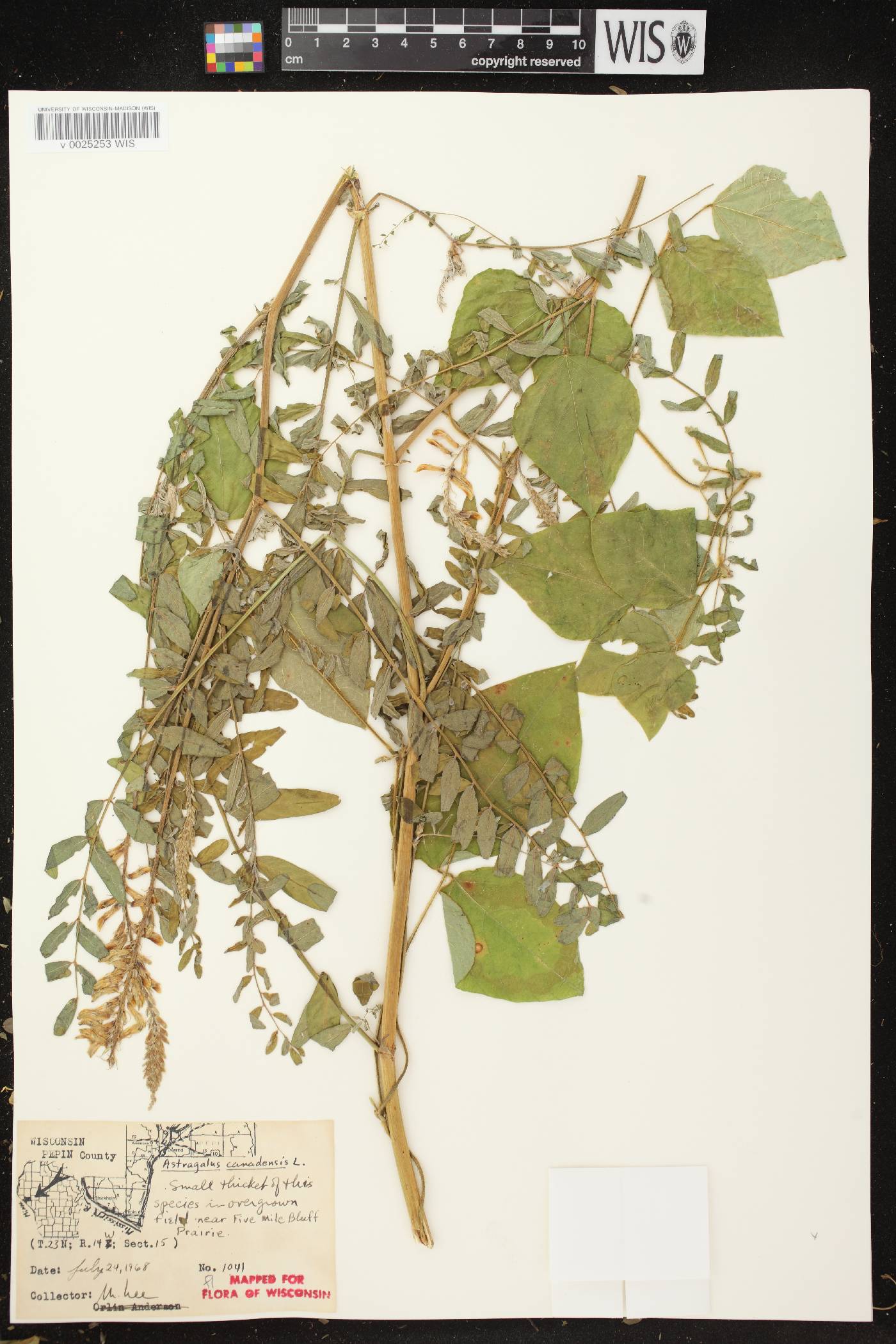 Astragalus canadensis var. canadensis image
