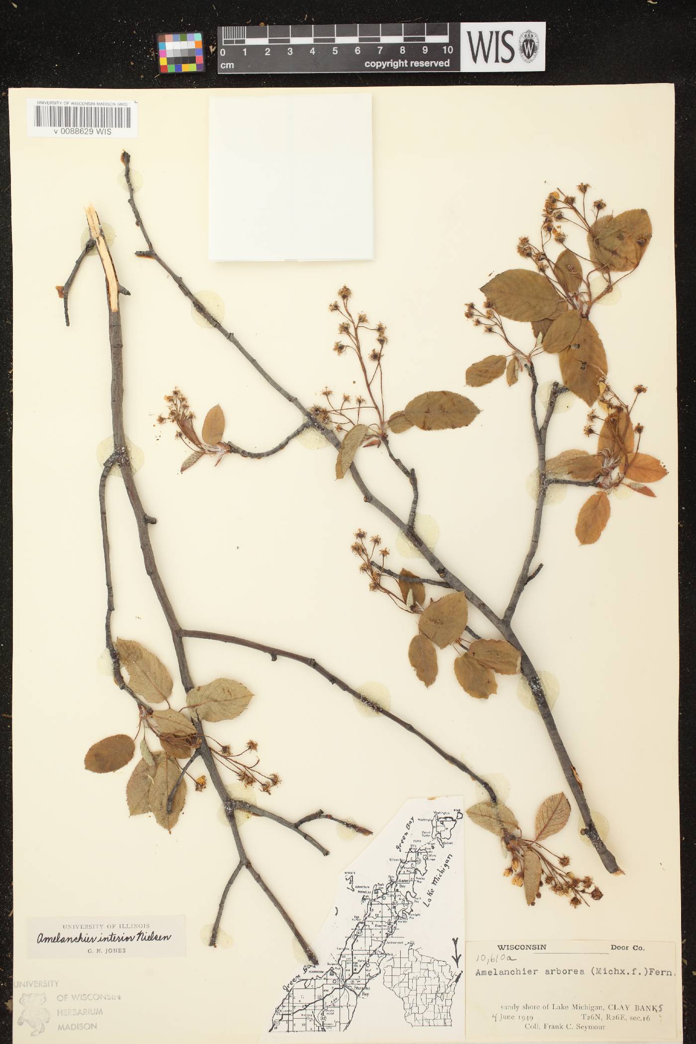Amelanchier interior image