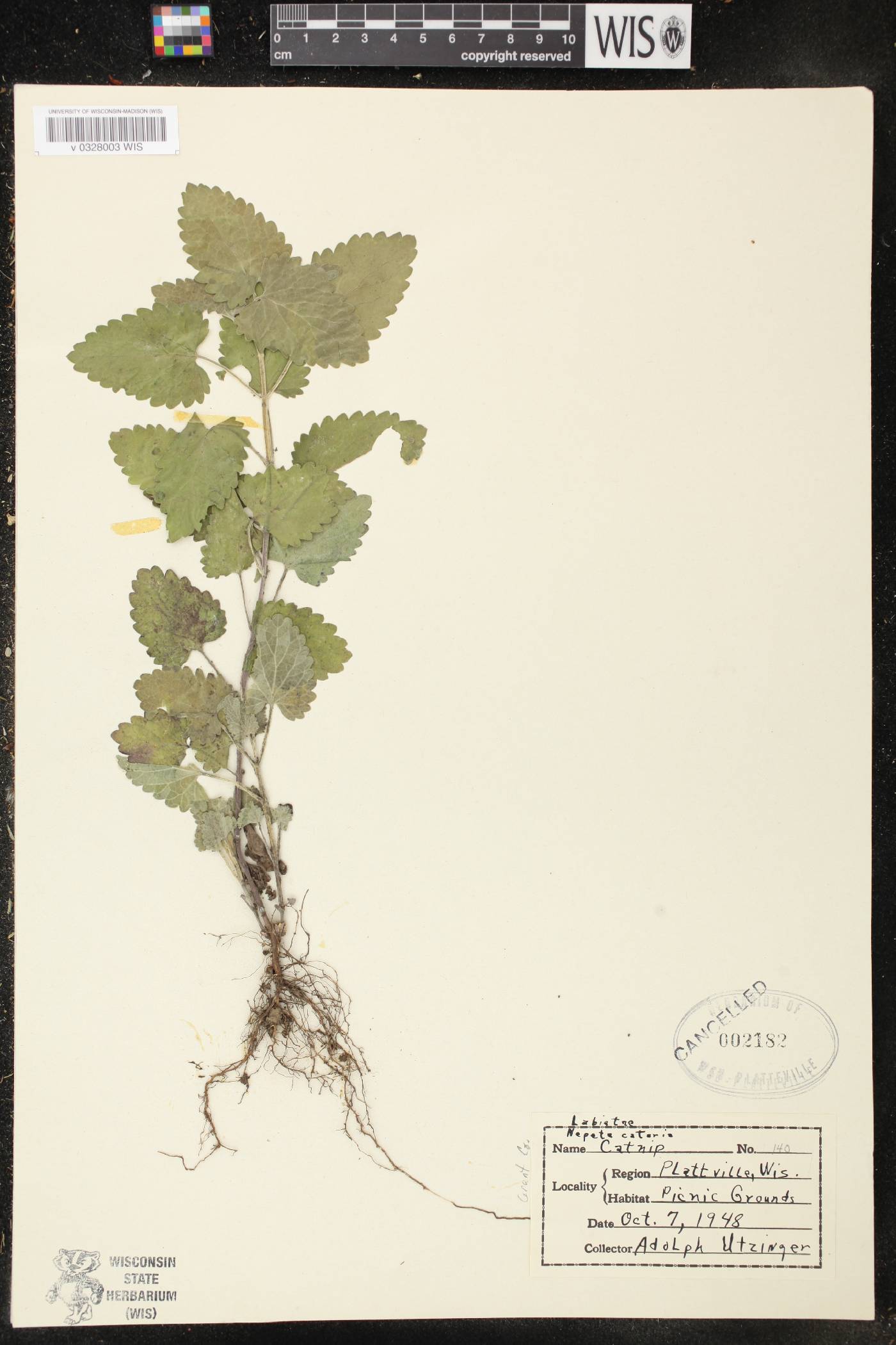 Nepeta cataria image