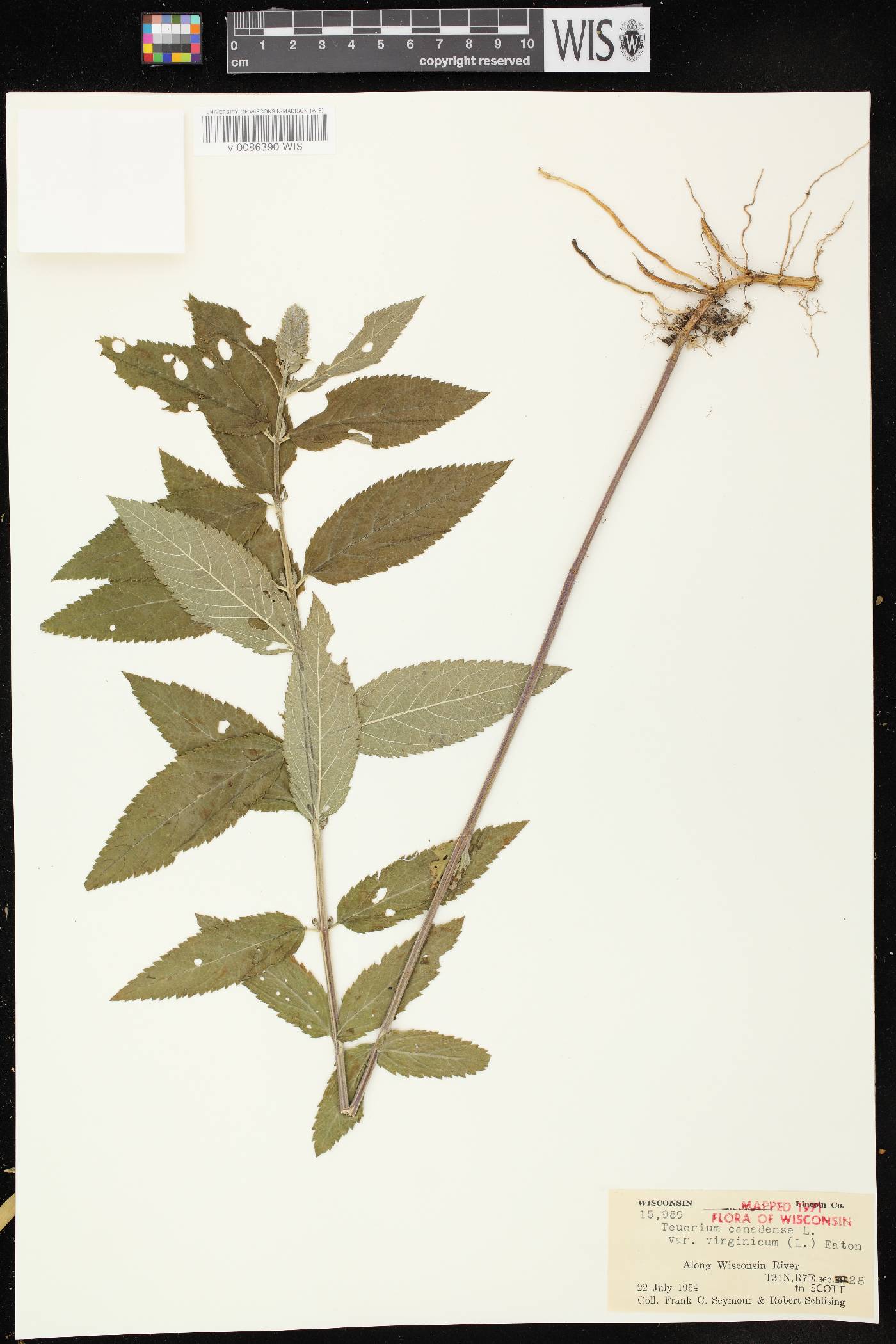 Teucrium canadense var. virginicum image