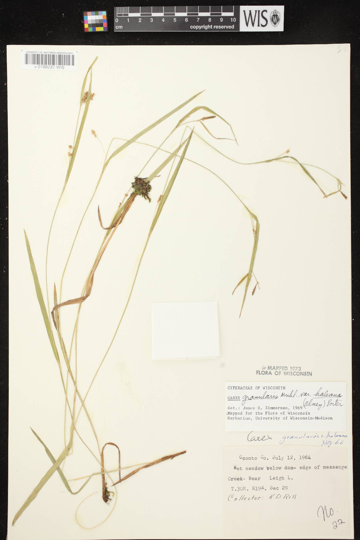 Carex granularis image