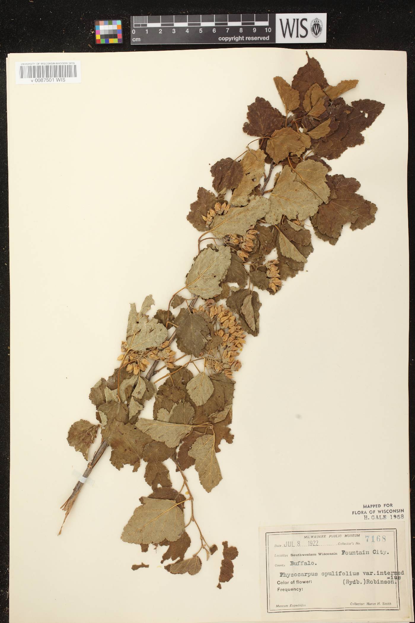 Physocarpus intermedius image