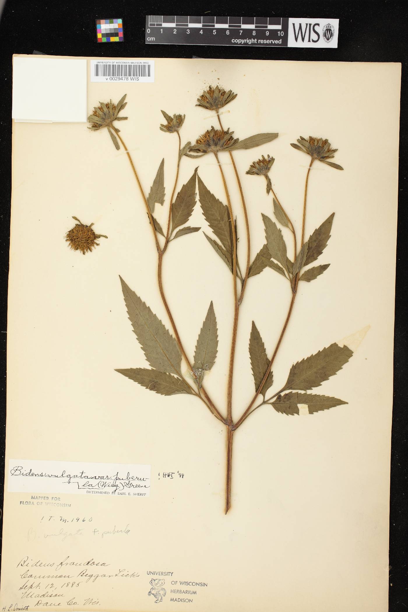 Bidens vulgata image