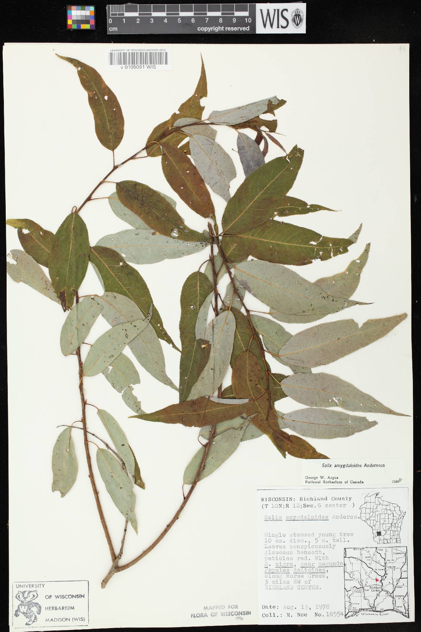 Salix amygdaloides image