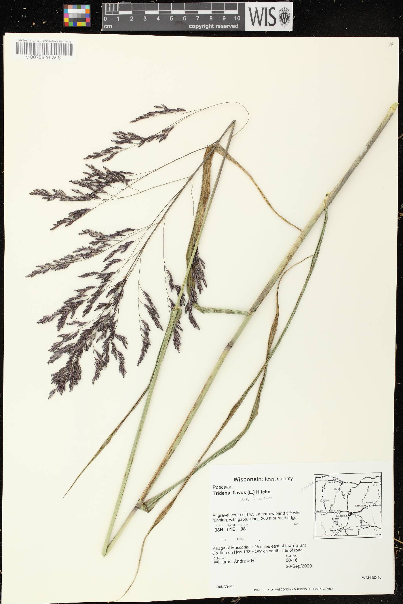 Tridens flavus image