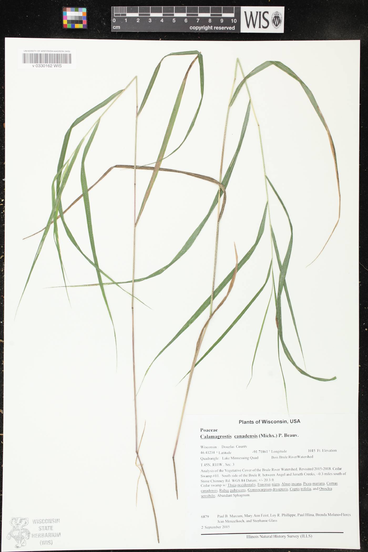 Calamagrostis canadensis image