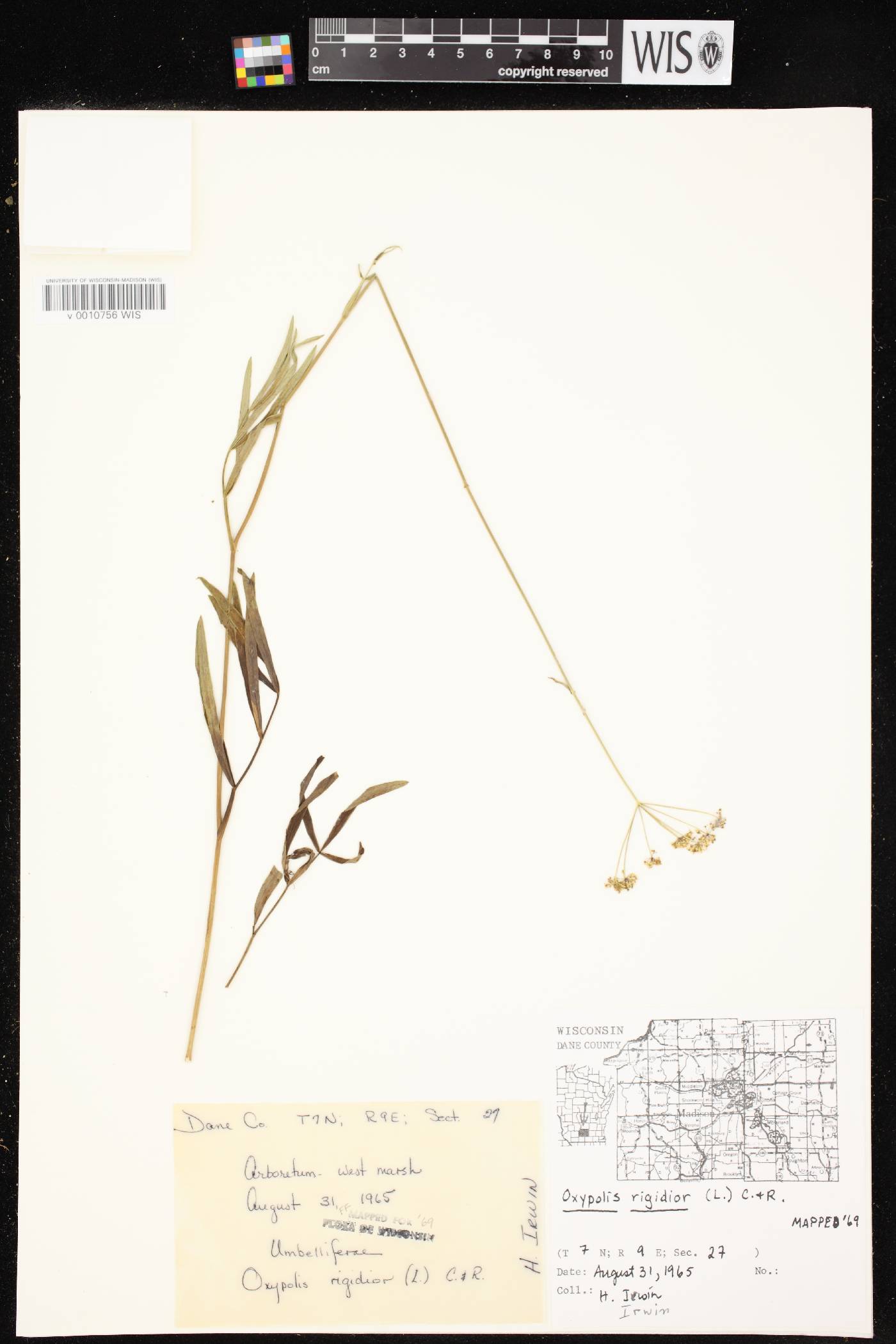 Oxypolis rigidior image