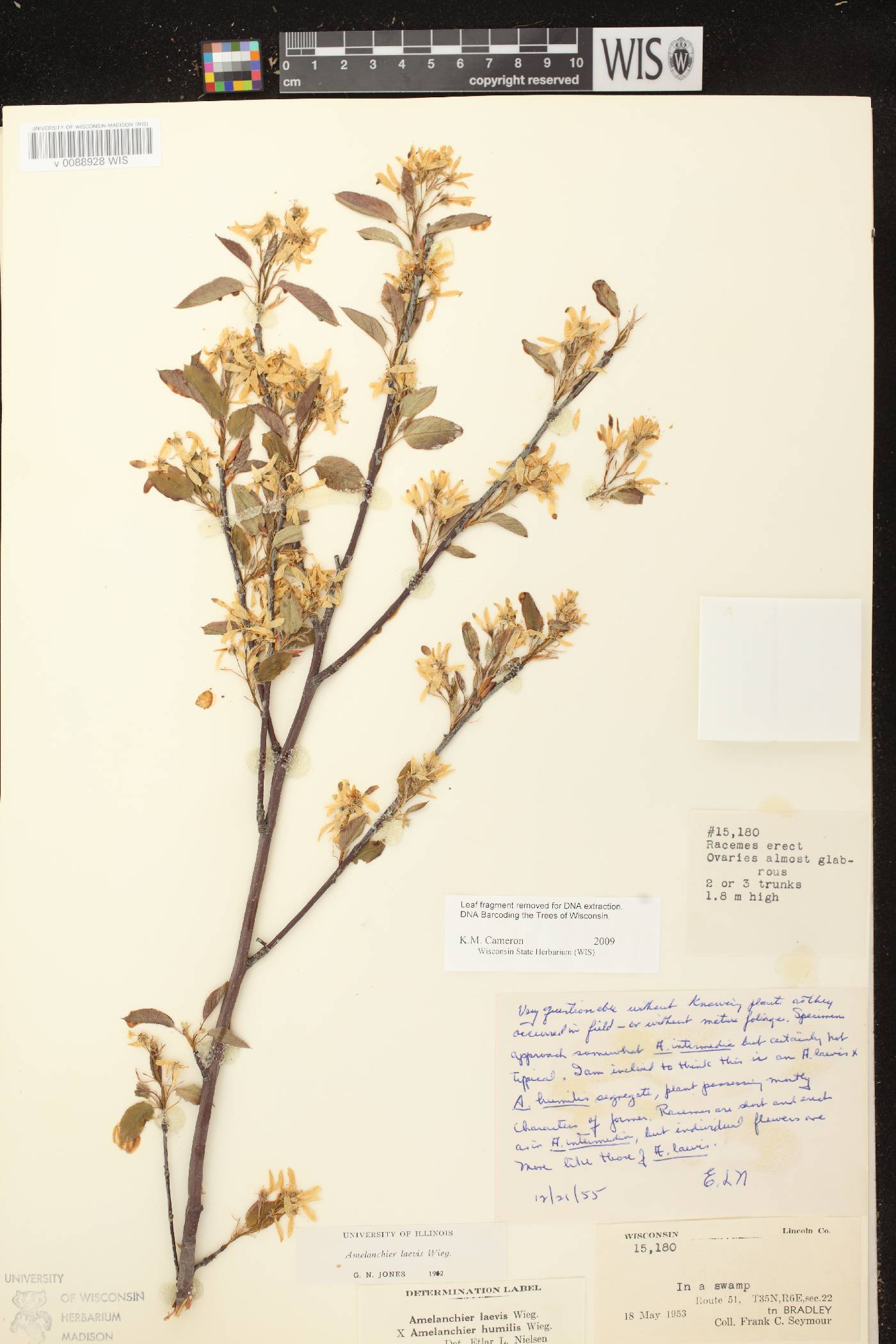Amelanchier laevis image