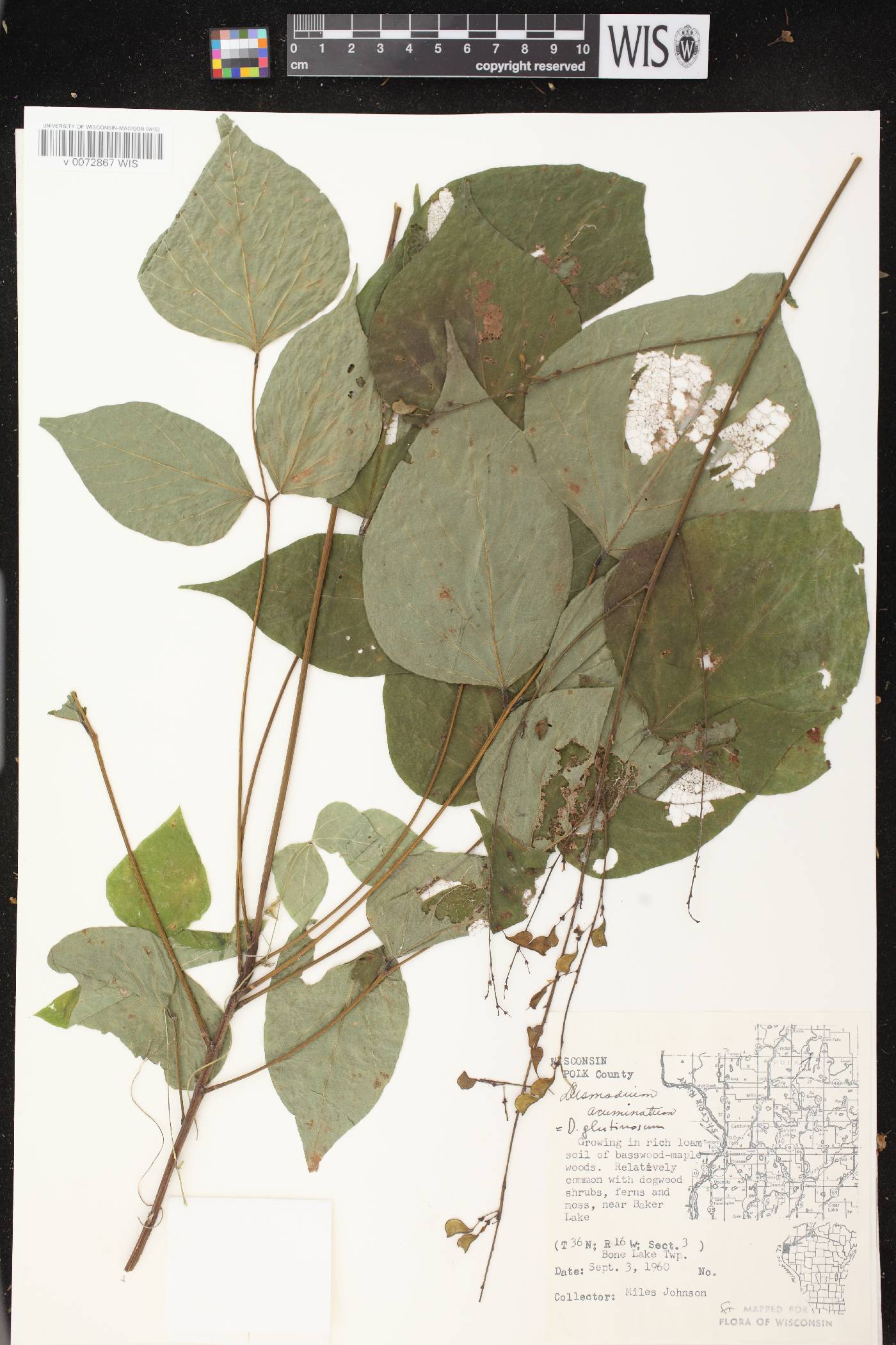 Hylodesmum glutinosum image