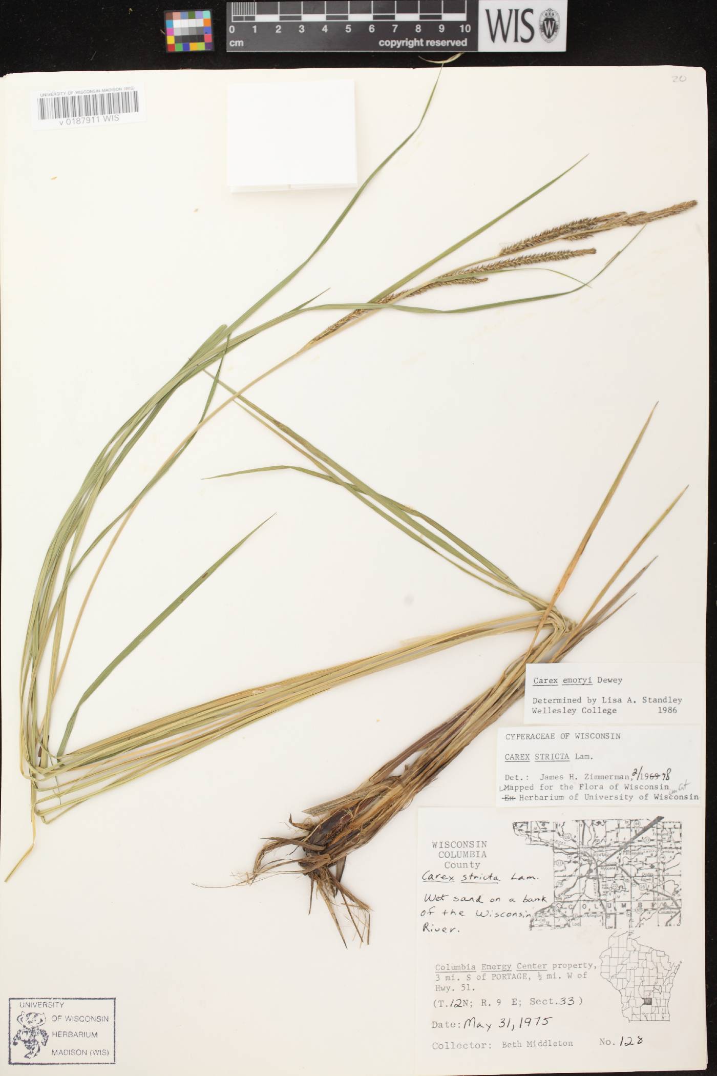 Carex emoryi image
