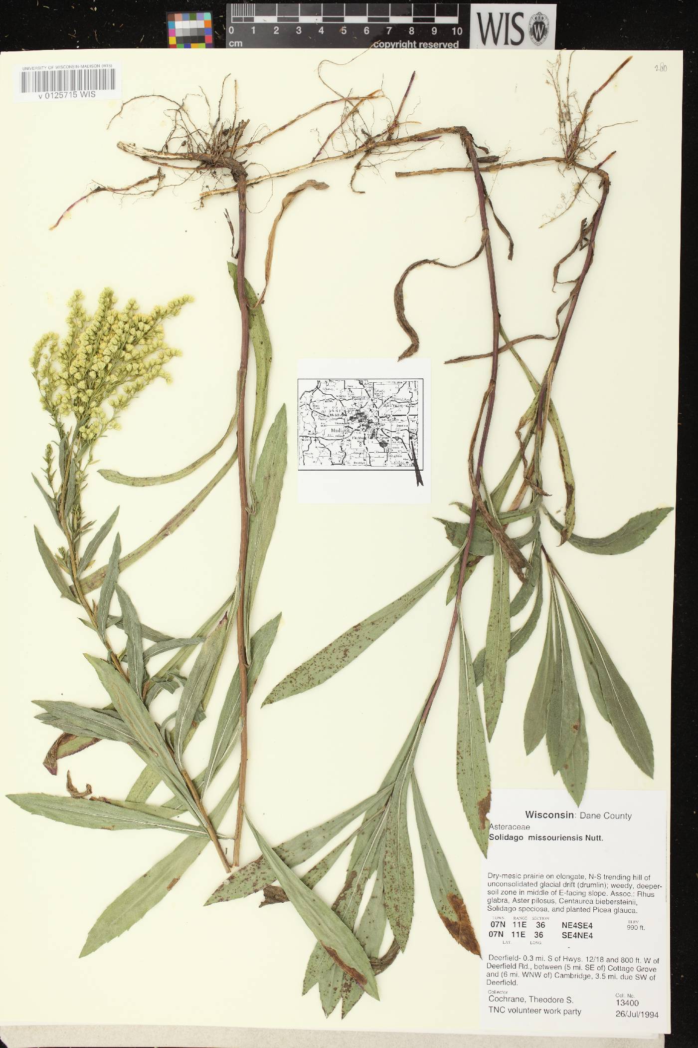 Solidago missouriensis image