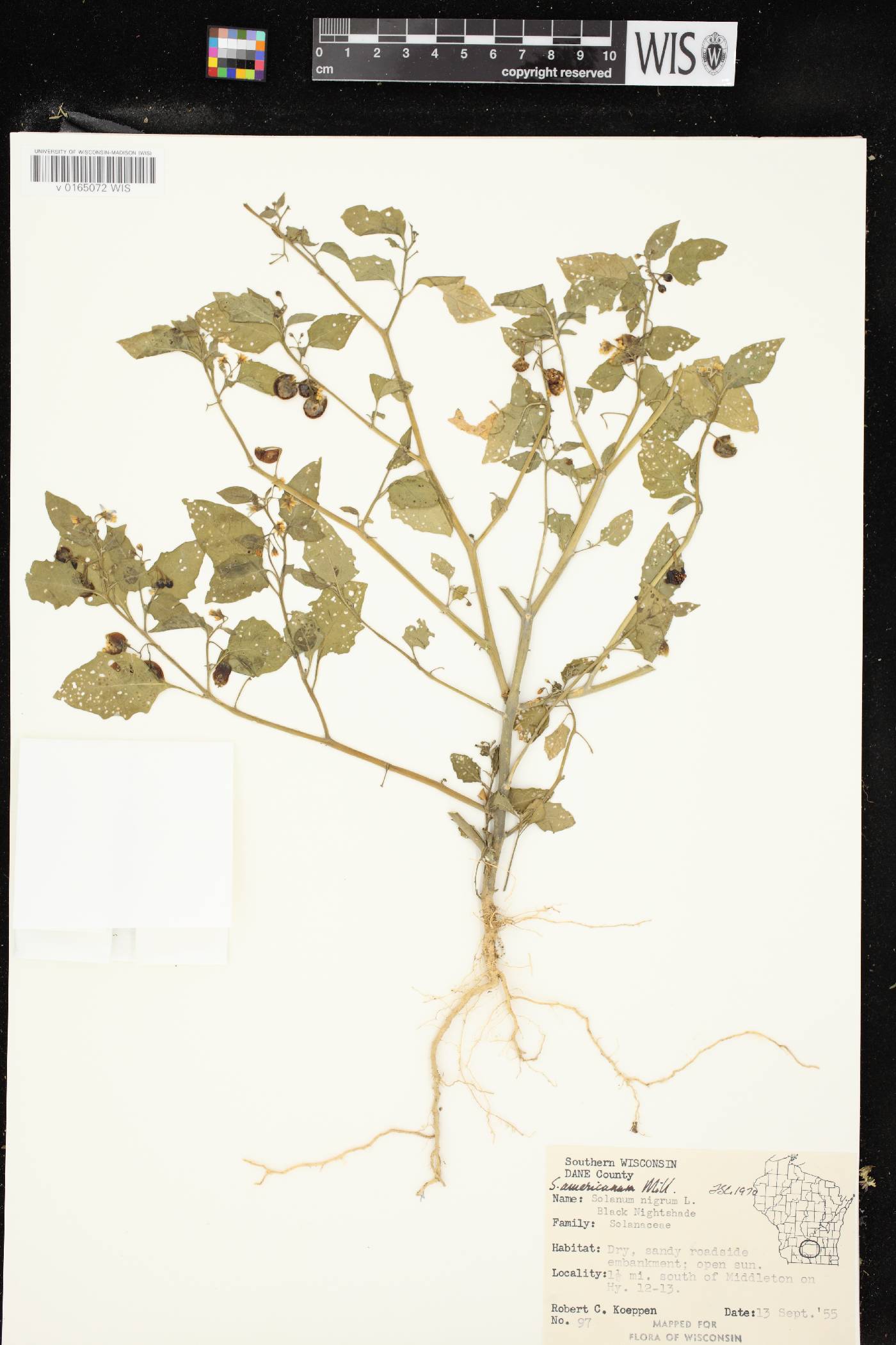 Solanum ptychanthum image