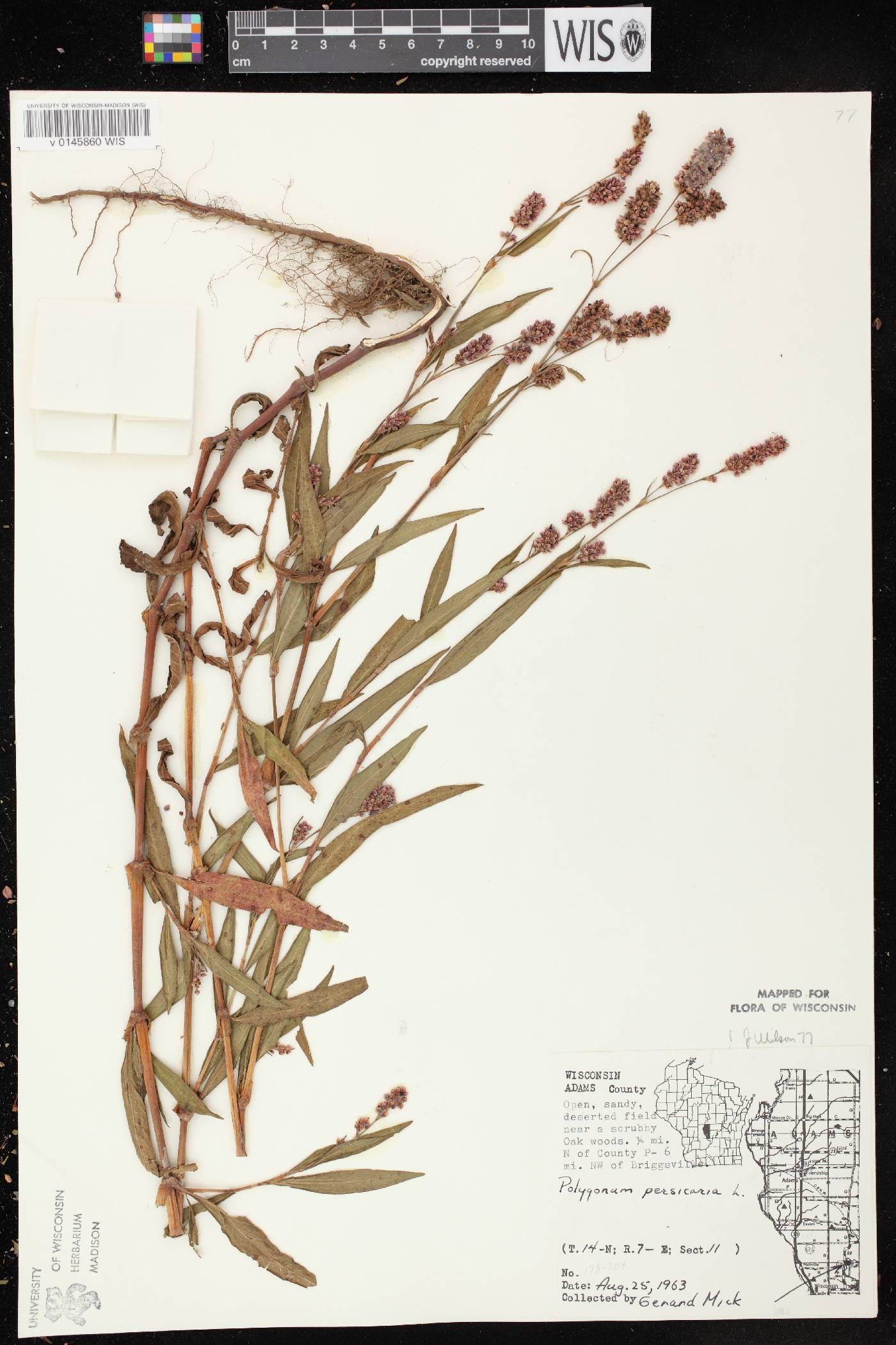 Persicaria maculosa image