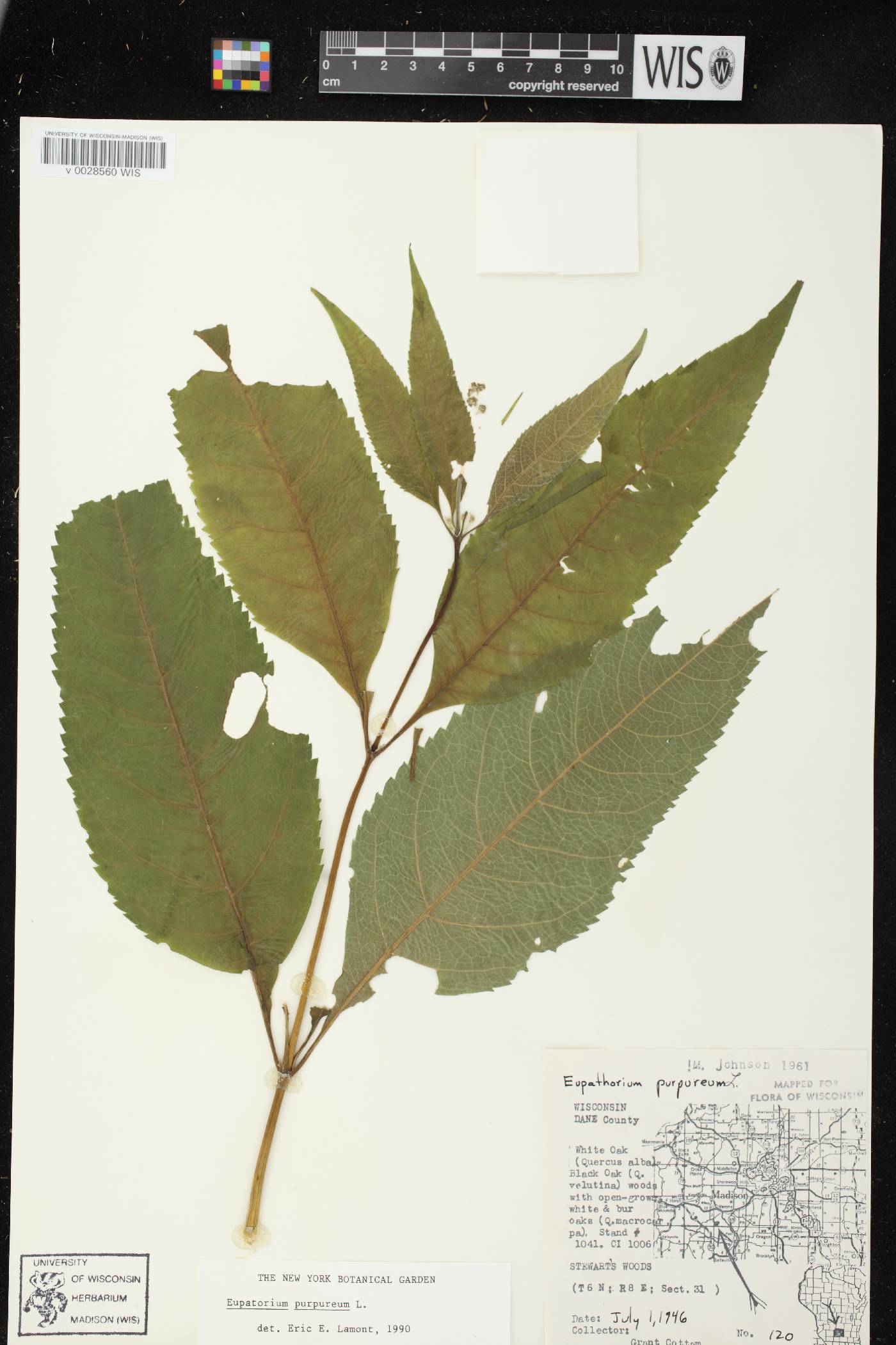 Eutrochium purpureum image