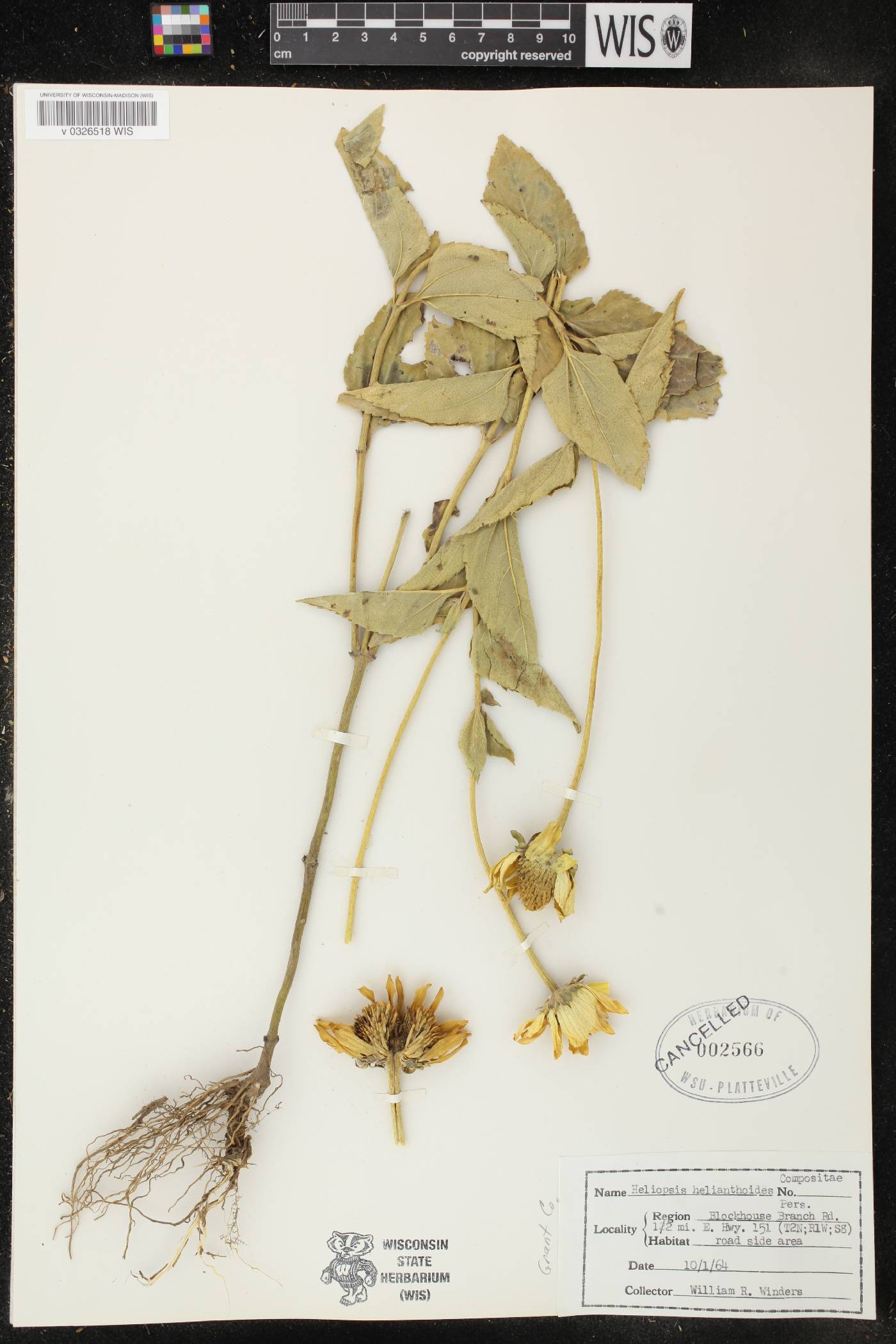 Heliopsis helianthoides image