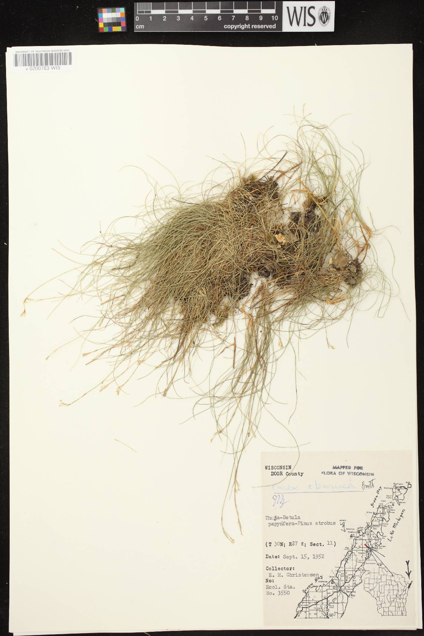 Carex eburnea image
