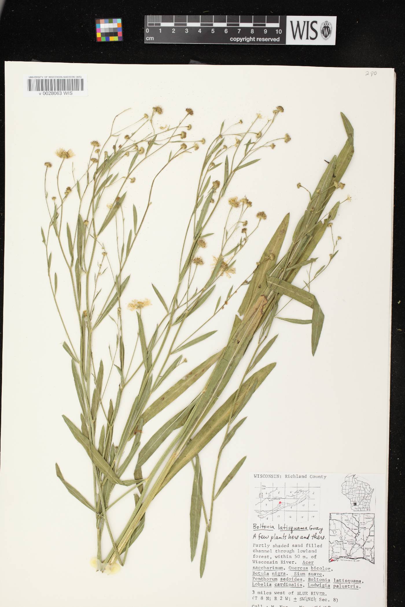 Boltonia asteroides var. recognita image