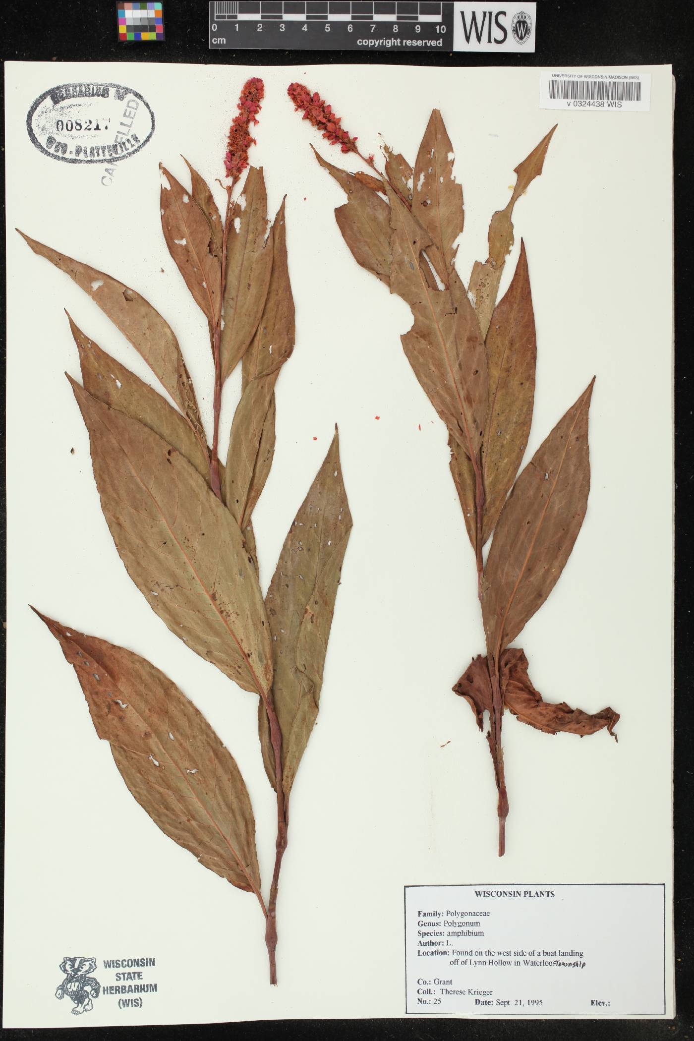 Persicaria amphibia image