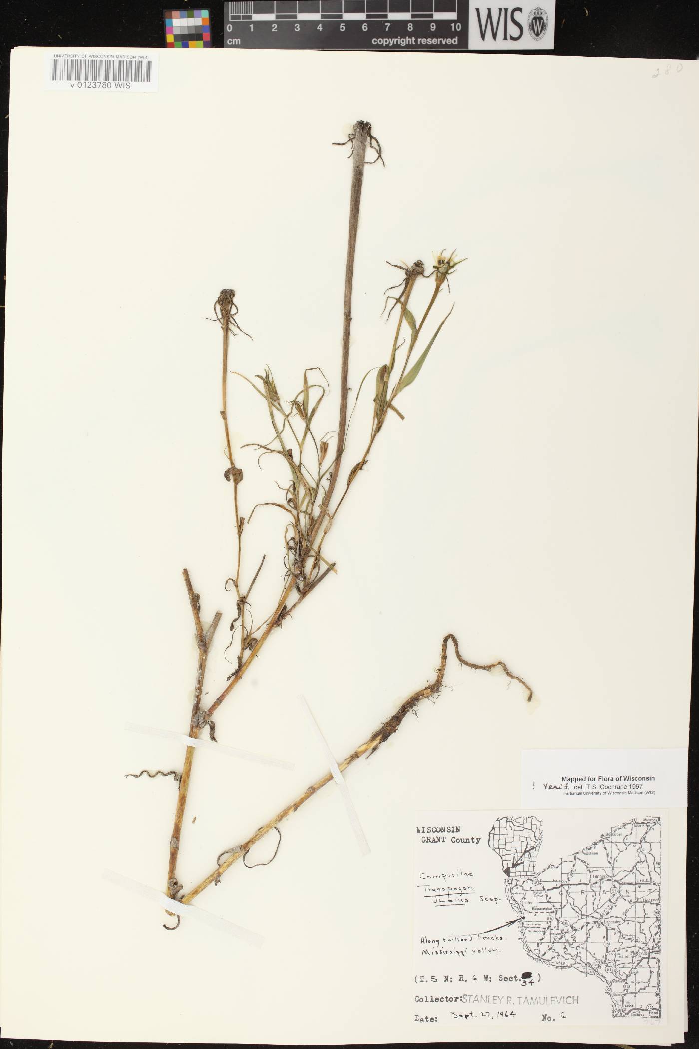 Tragopogon dubius image