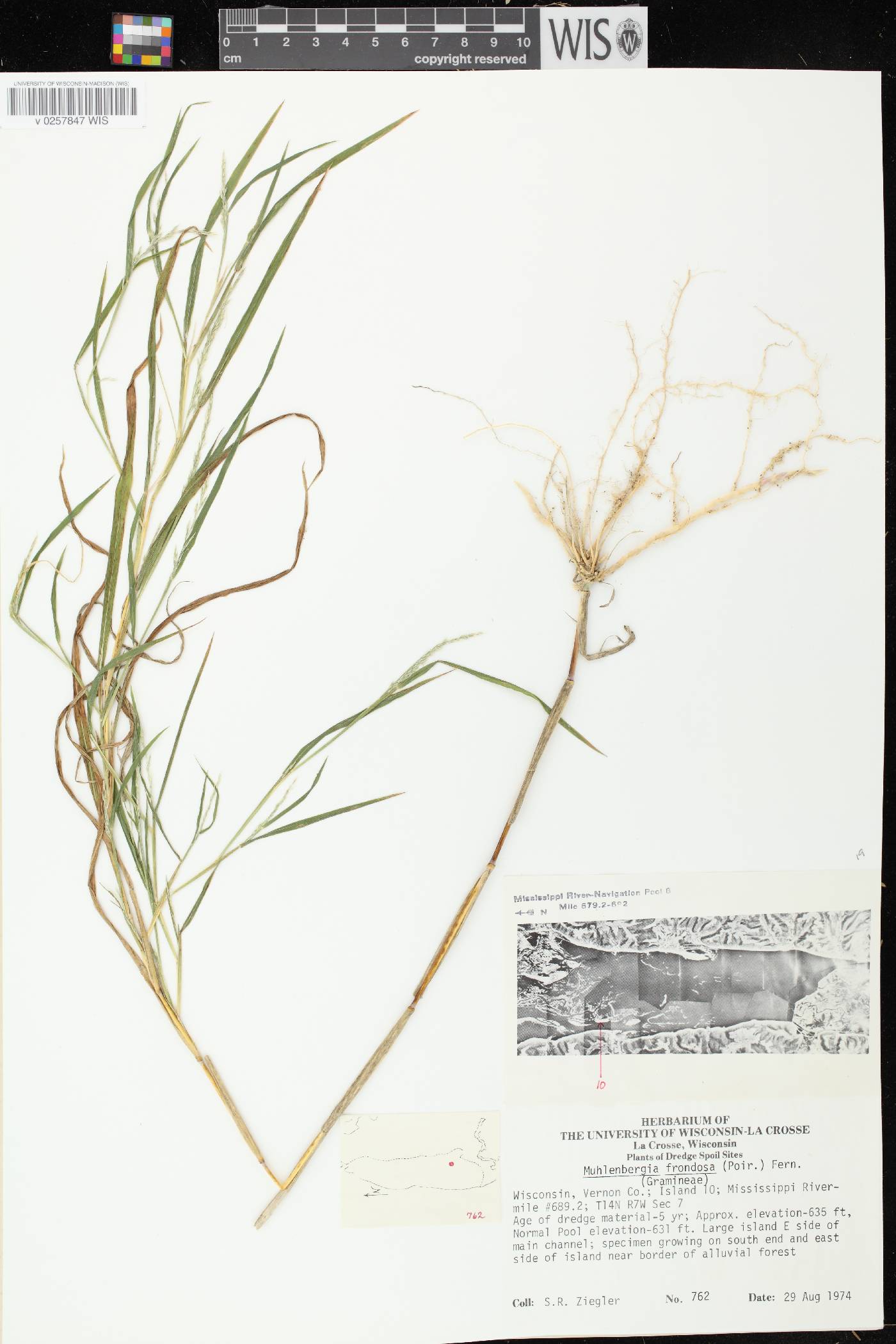 Muhlenbergia frondosa image