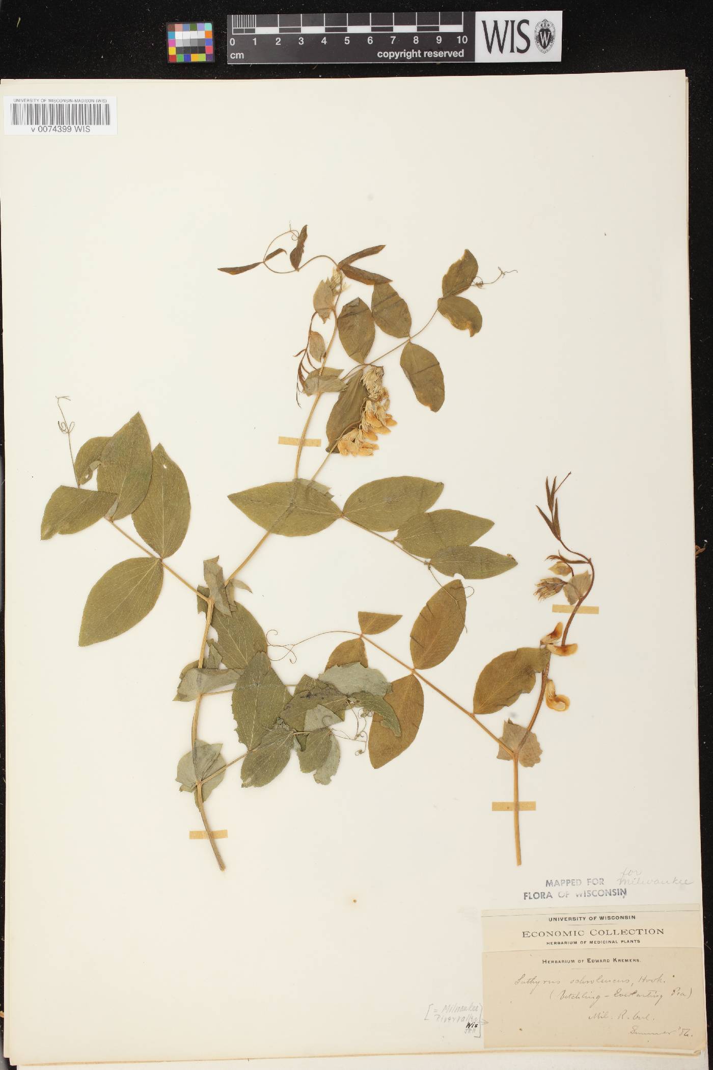 Lathyrus ochroleucus image